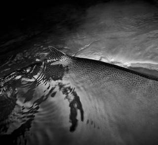 releasing rainbow trout