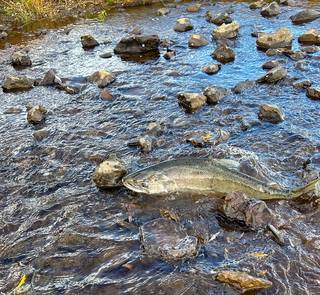 Chinook salmon spotted in an upper Klamath River tributary