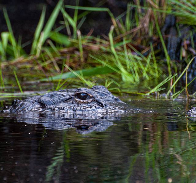 An alligator in the Okefenokee National Wildlife Refuge