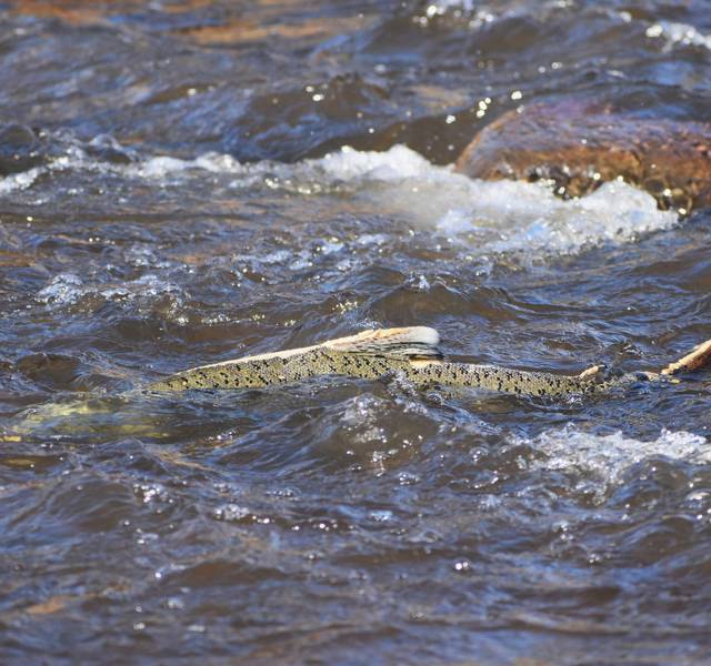 klamath river salmon return