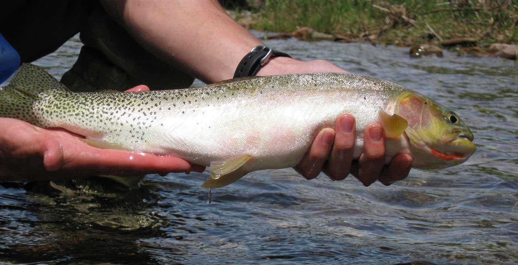 North Idaho Cutthroat | Hatch Magazine - Fly Fishing, Etc.