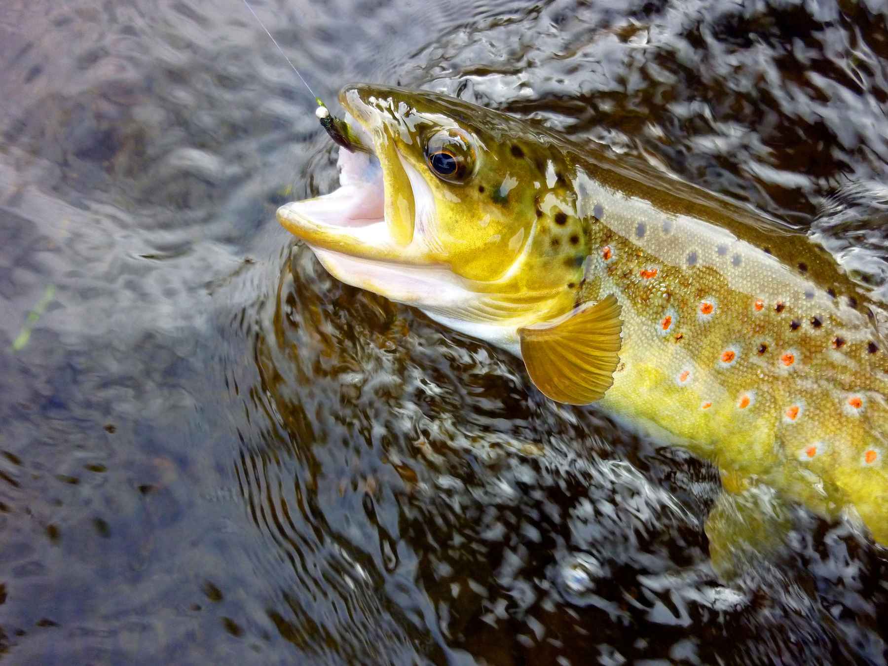 Brown trout | Hatch Magazine - Fly Fishing, etc.