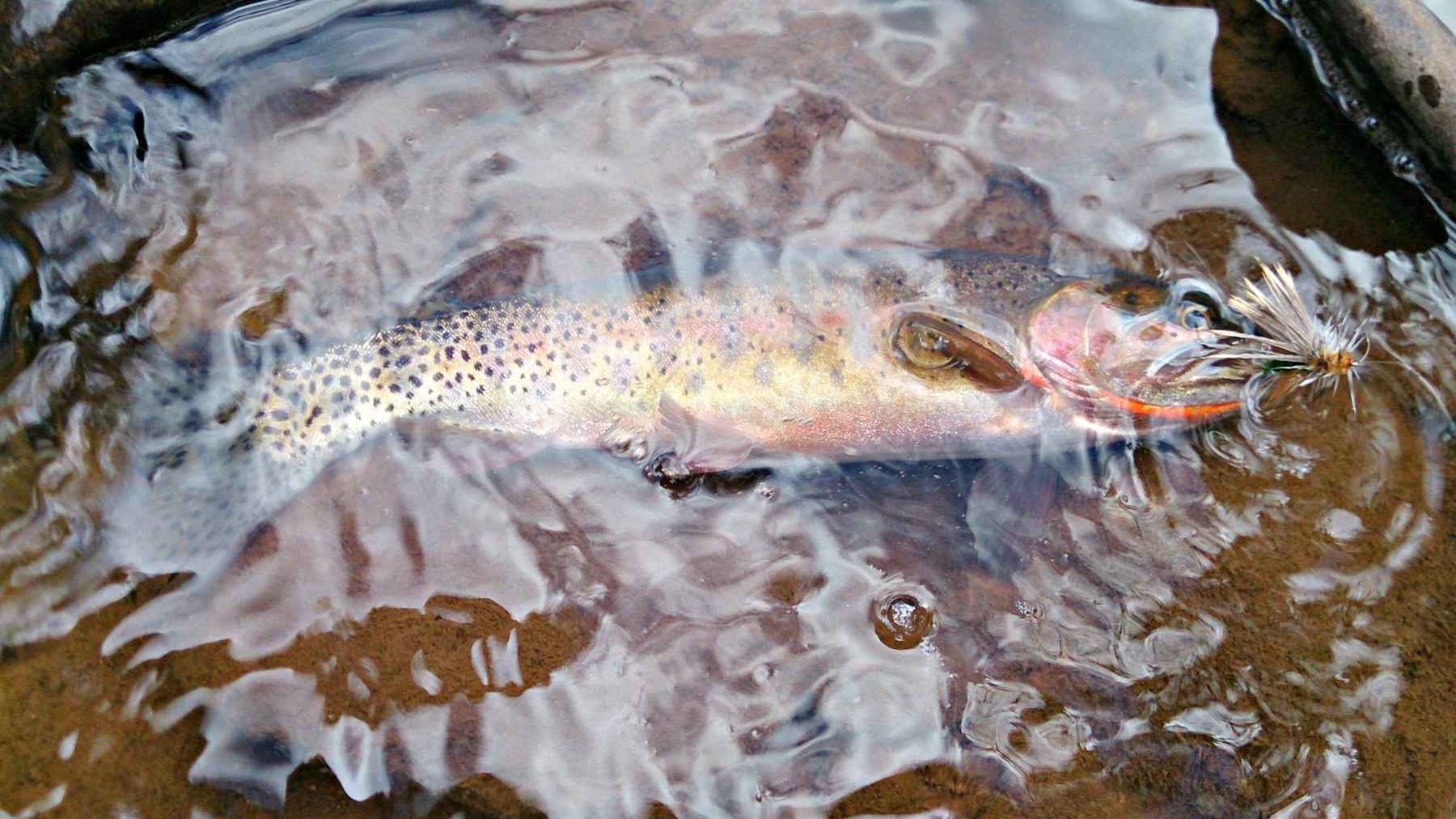 A fine cutthroat trout from the Henry's Fork in Utah's Uinta Mountains (photo: Mark Greer). utah cutthroat trout