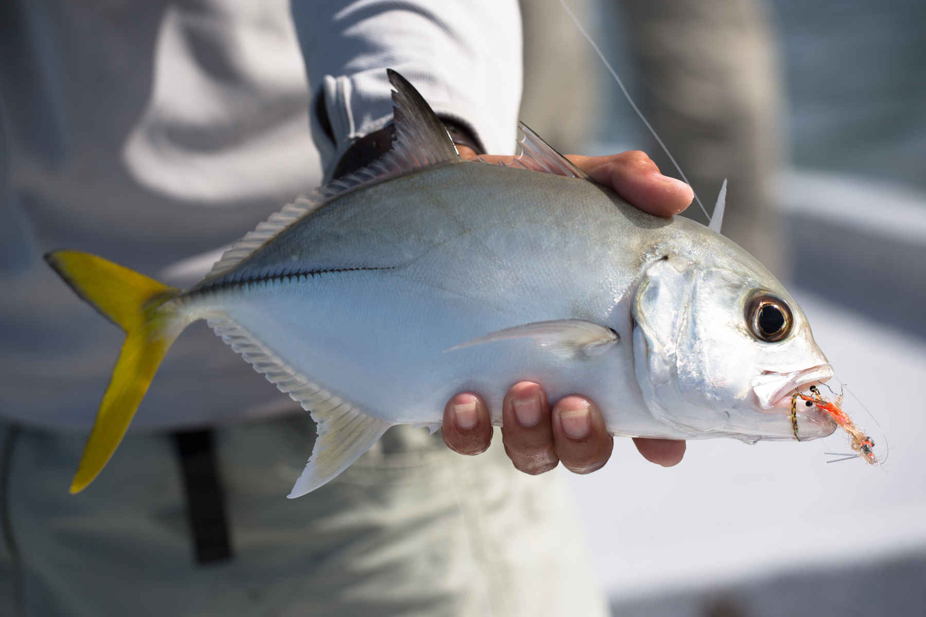 Photo: Chad Shmukler jack crevalle