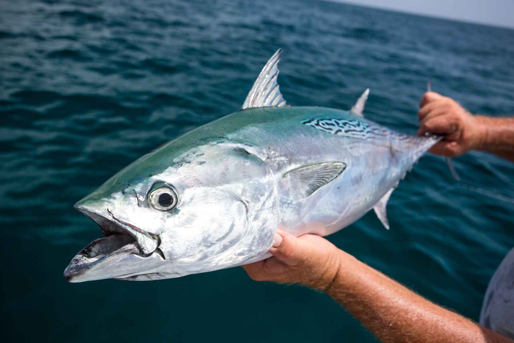 A false albacore or "bonita" (photo: Chad Shmukler). false albacore