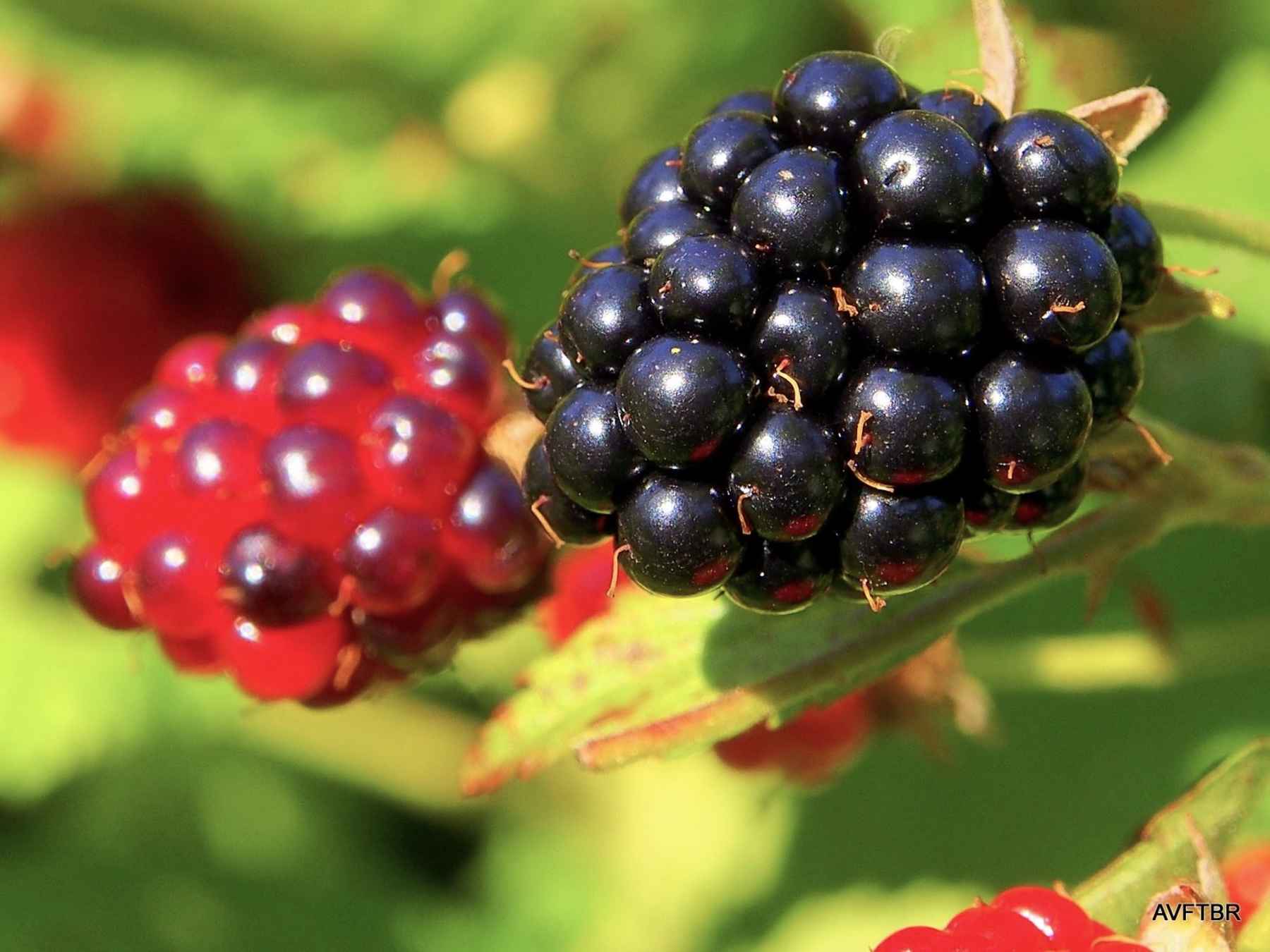 Photo: Johnny Carrol Sain ozark mountain blackberries