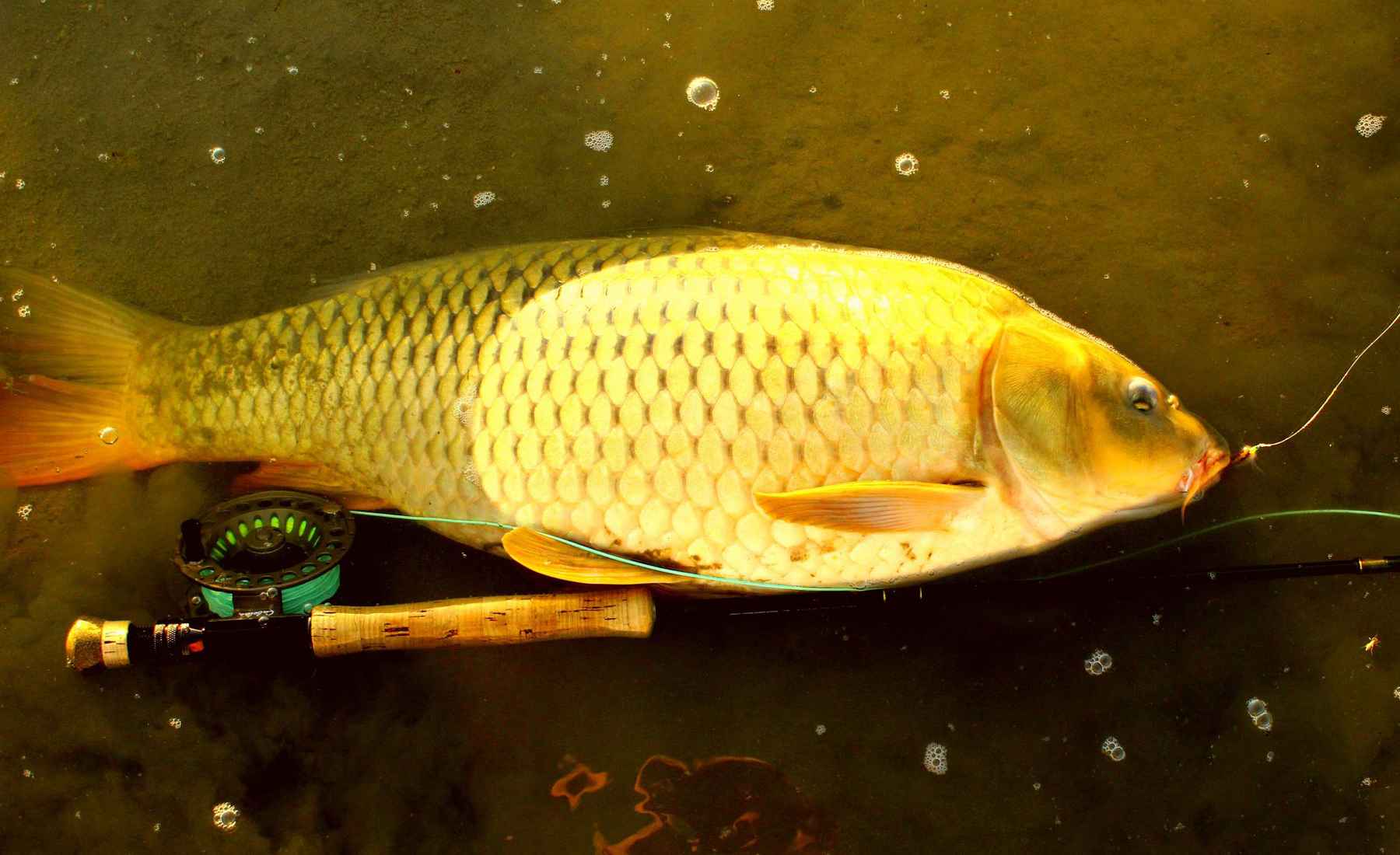 Photo: Chris Hunt carp