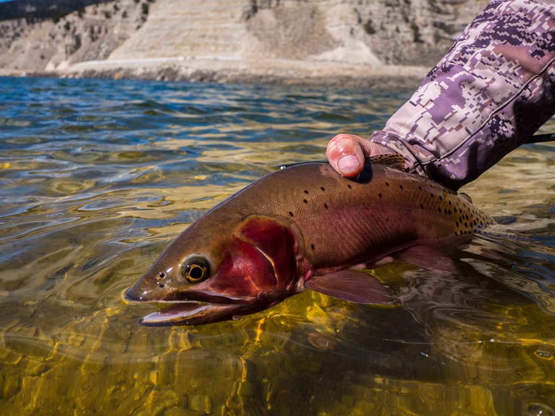 Photo: Spencer Durrant utah cutthroat trout