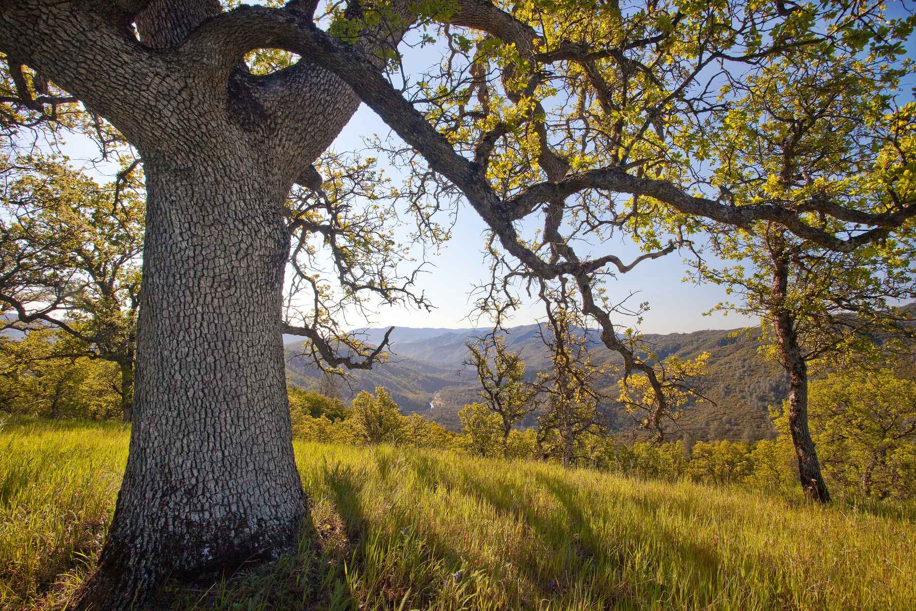 Berryessa Snow Mountain National Monument (photo: Bob Wick, BLM). Berryessa Snow Mountain National Monumen