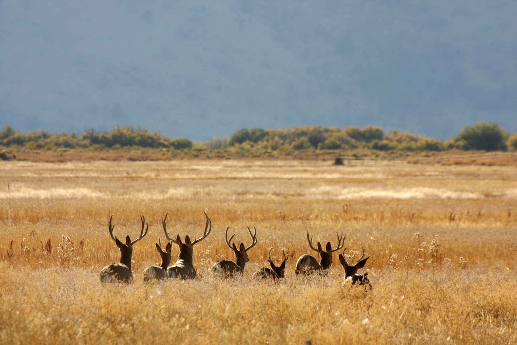 Mule deer bucks on the Malheur National Wildlife Refuge (photo: USFWS). Mule deer malheur wildlife refuge