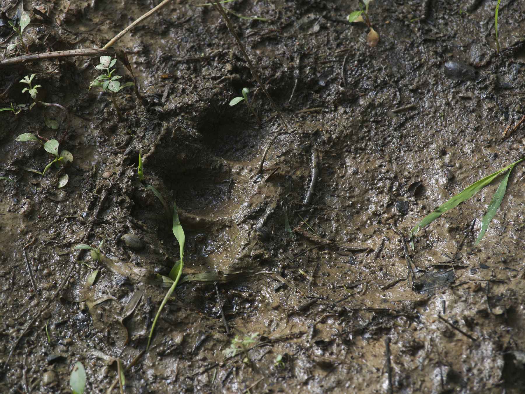 A paw print from an Ozark black bear (photo: Johnny Carrol Sain). ozark black bear paw print