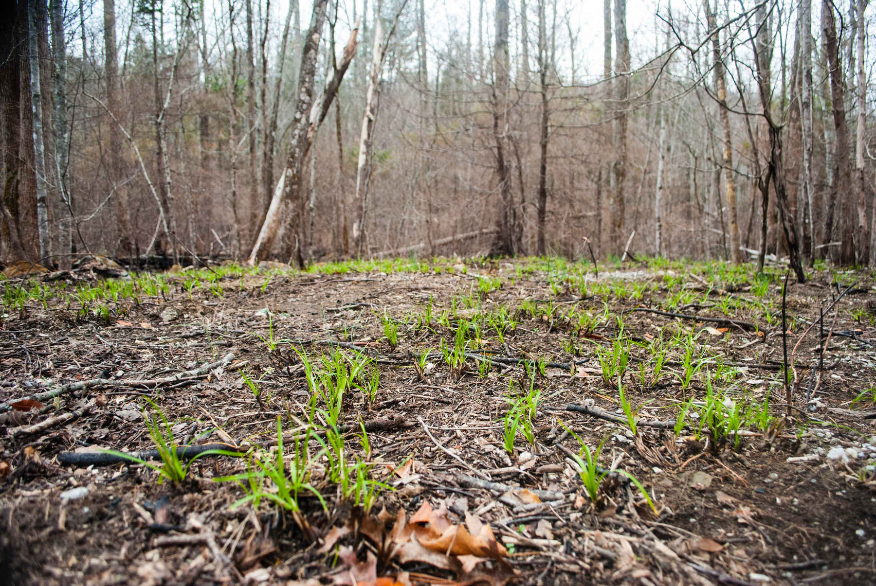 sprouts burned landscape smoky mountain national park sprouts burned landscape smoky mountain national park