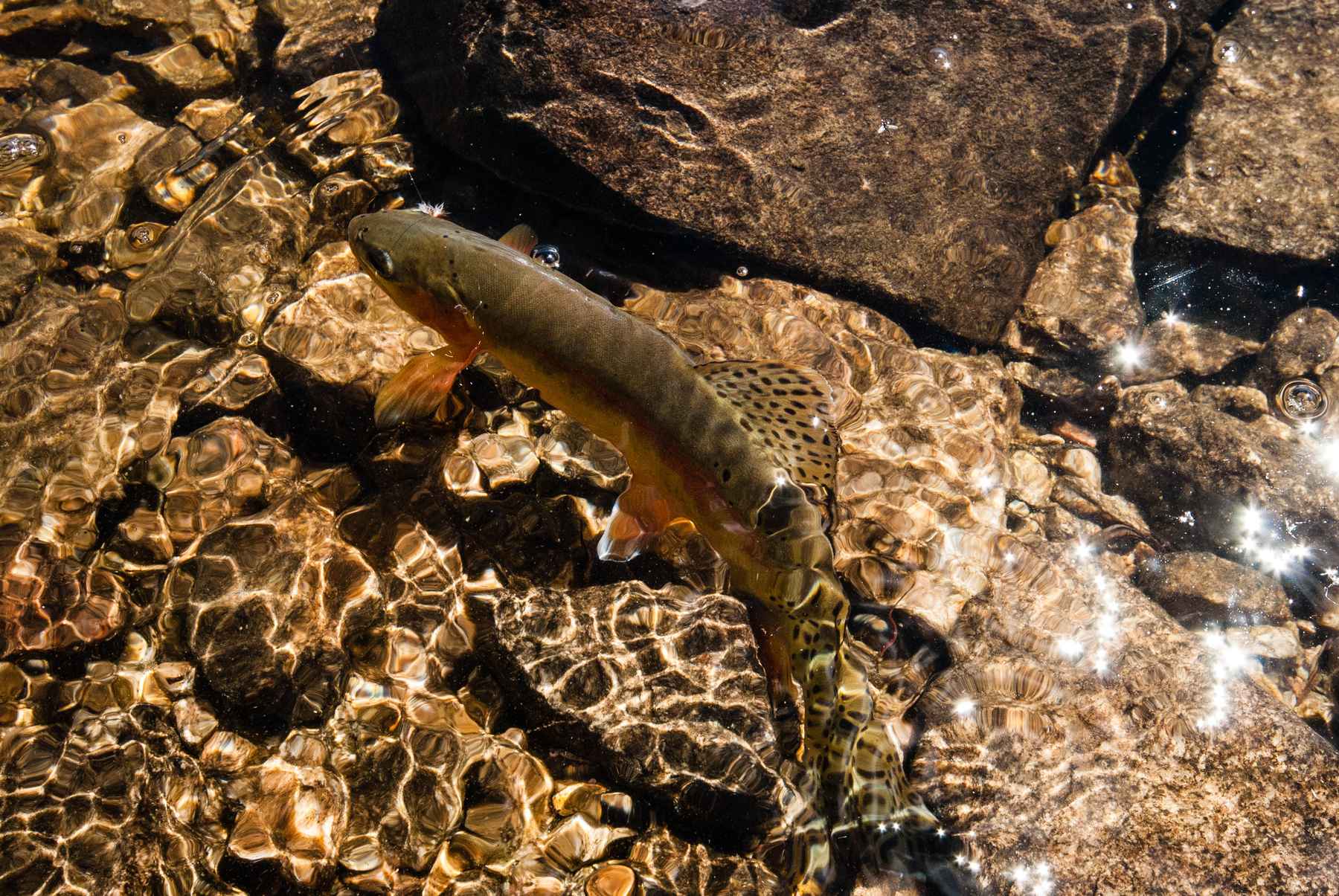 Photo: Matt Reilly wild golden trout