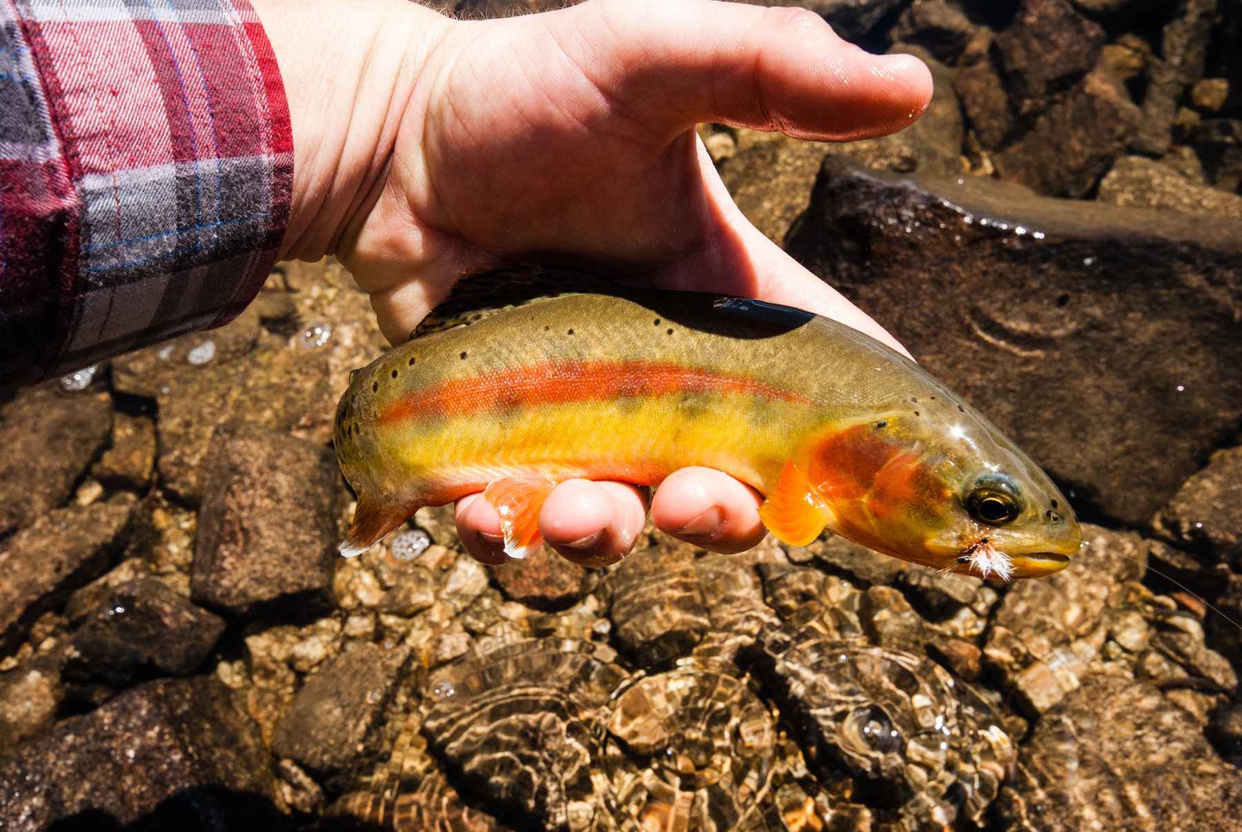 Photo: Matt Reilly wild golden trout