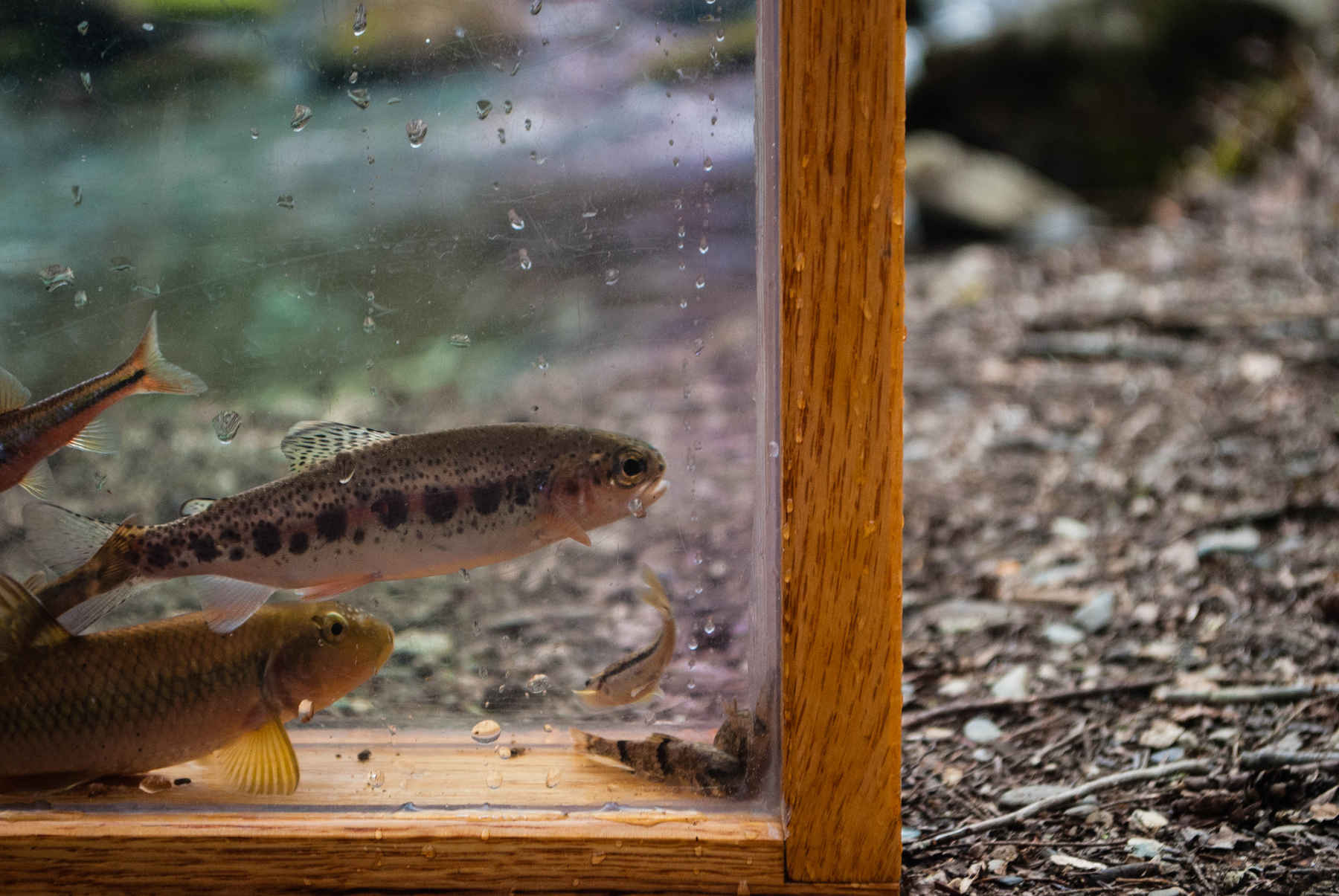 Photo: Matthew Reilly smoky mountain national park trout