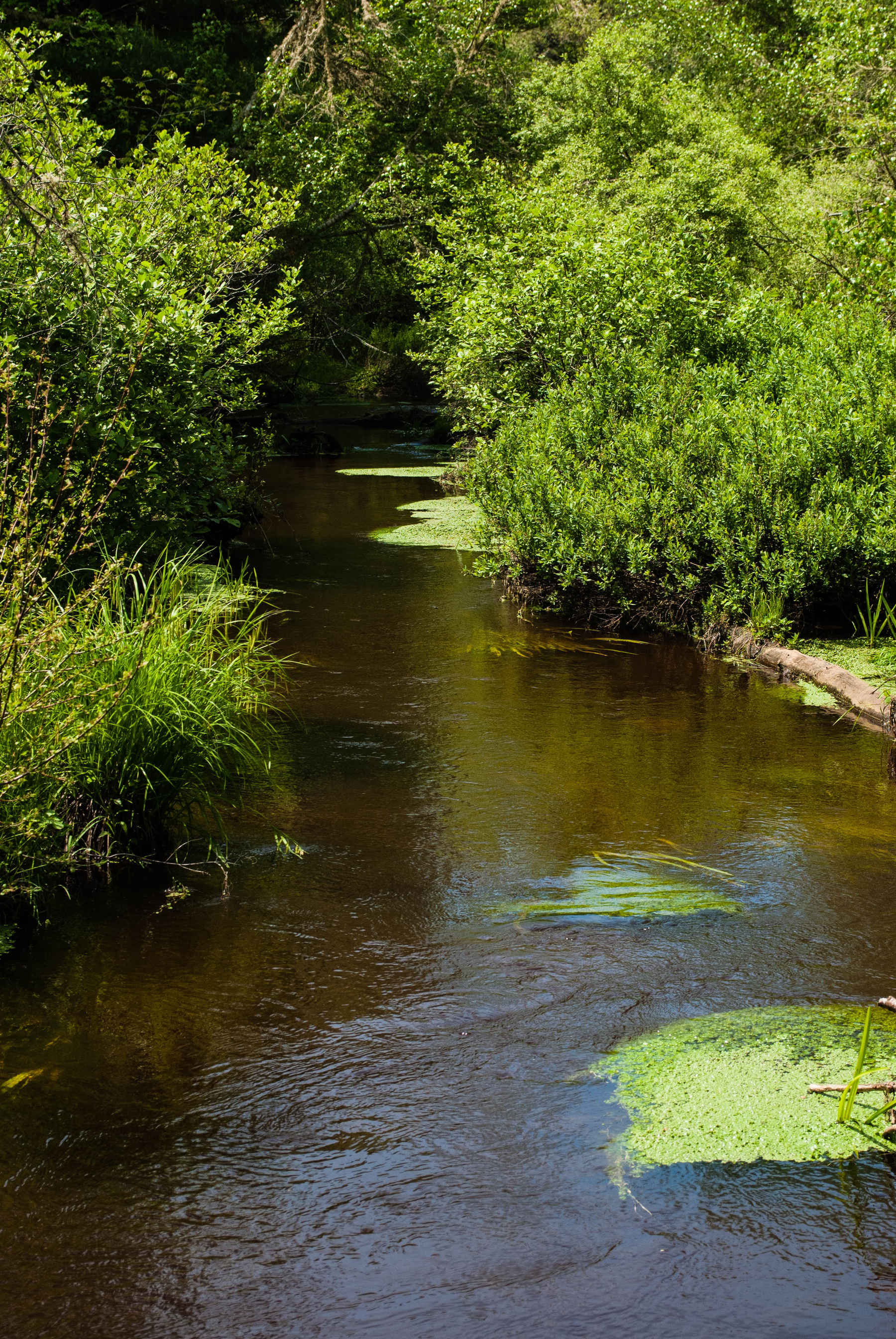 The salters of Red Brook | Hatch Magazine - Fly Fishing, etc.