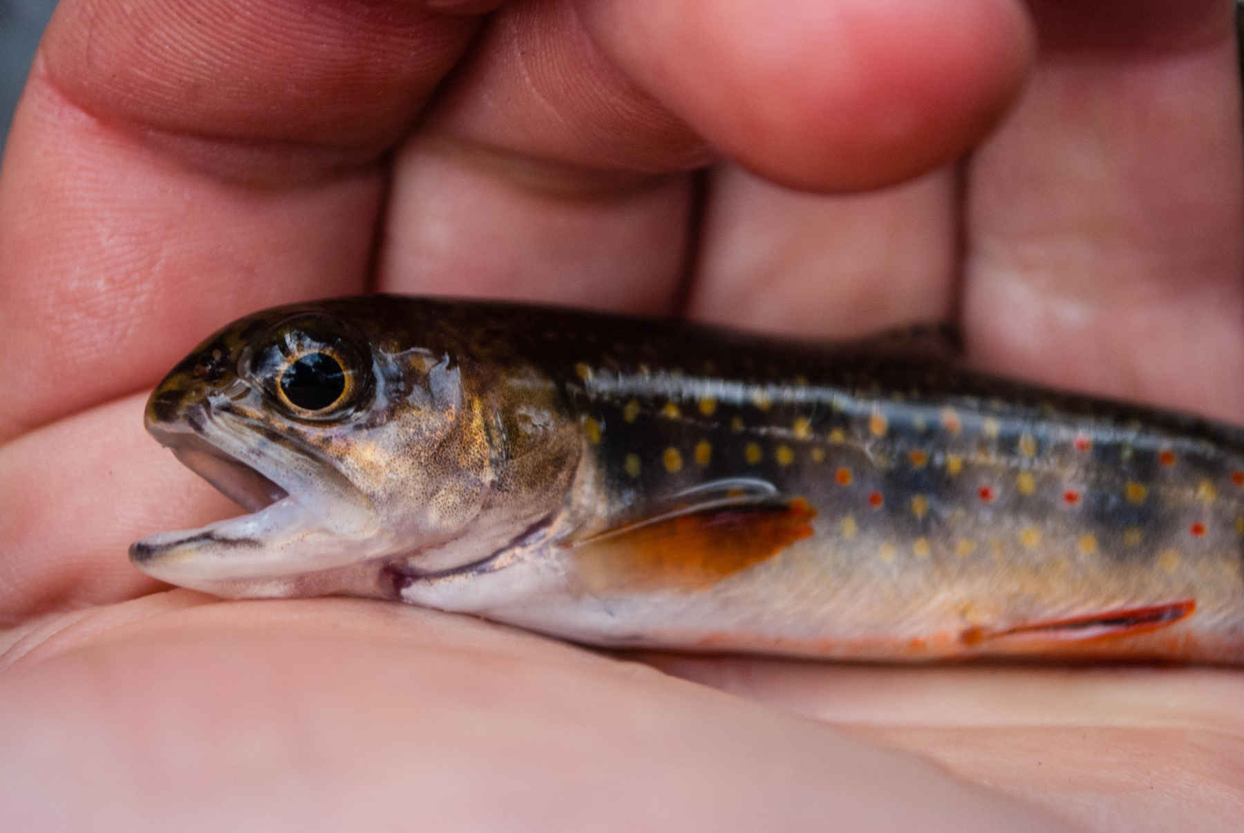 Photo: Matthew Reilly smoky mountain national park brook trout