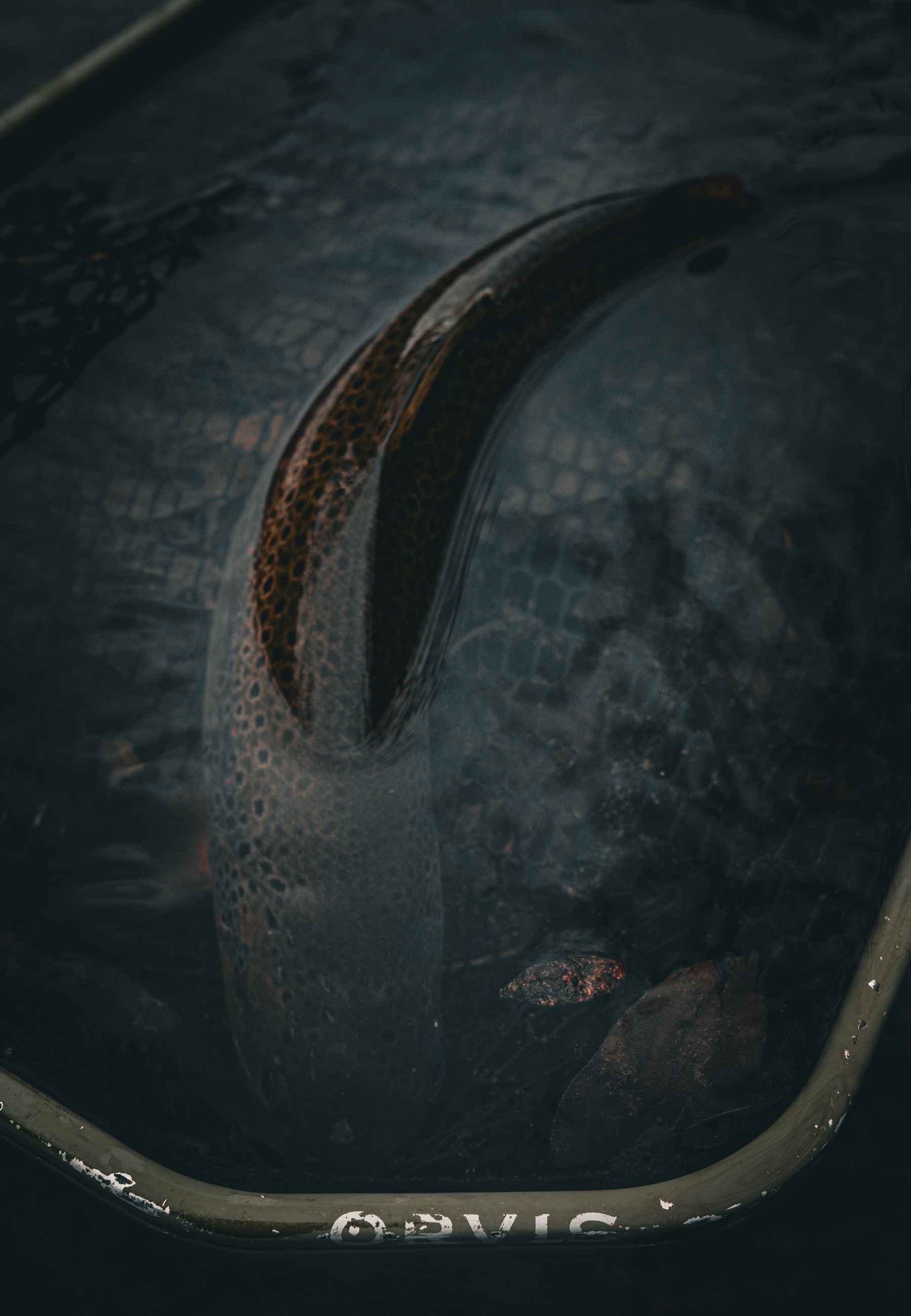 Photo: George Daniel. dark brown trout