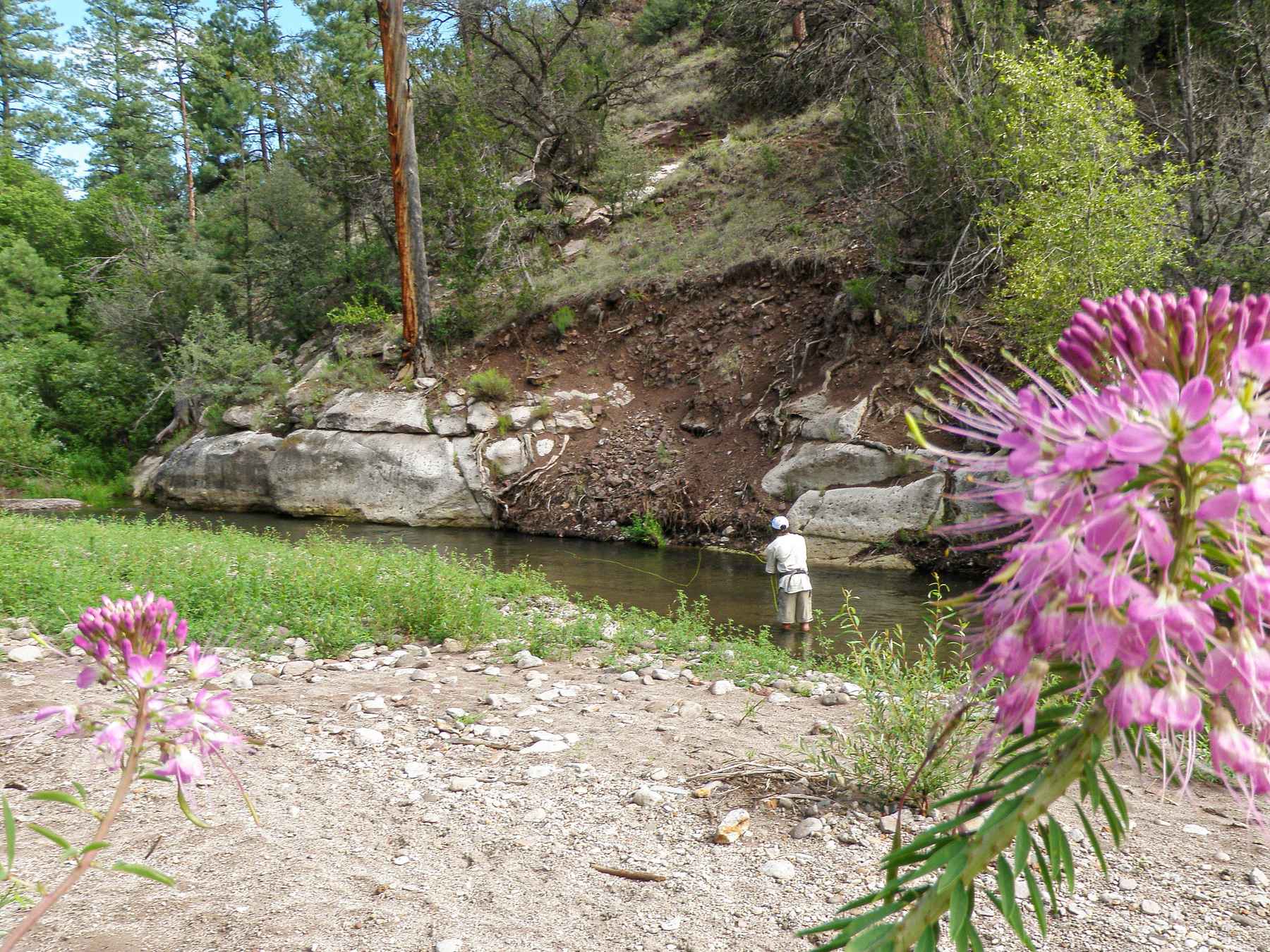 Fishing a small stream in New Mexico's Gila Wilderness (photo: Chris Hunt). Fishing a small stream in New Mexico's Gila Wilderness