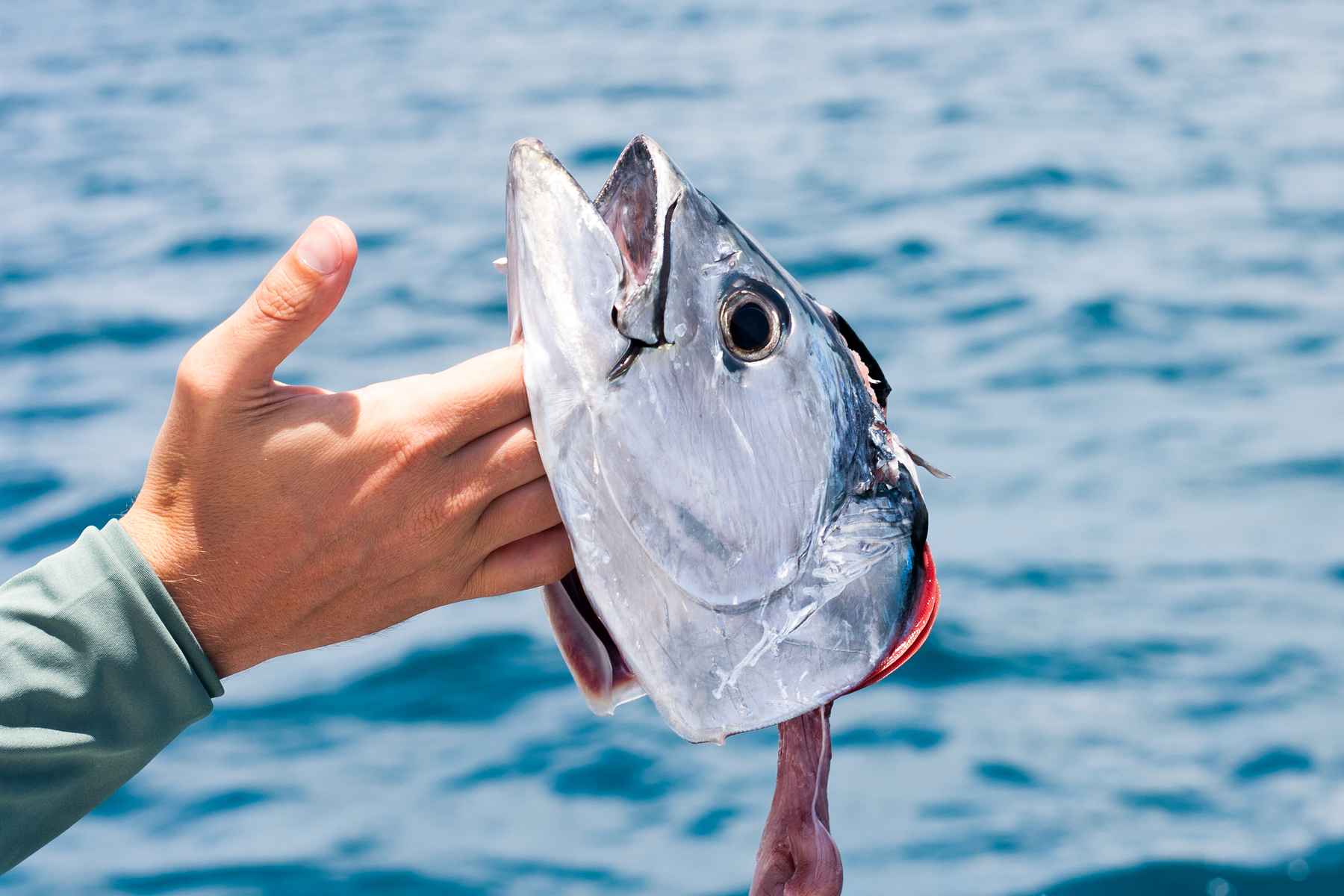 What the dolphin left us (photo: Jay Beebe). false albacore head