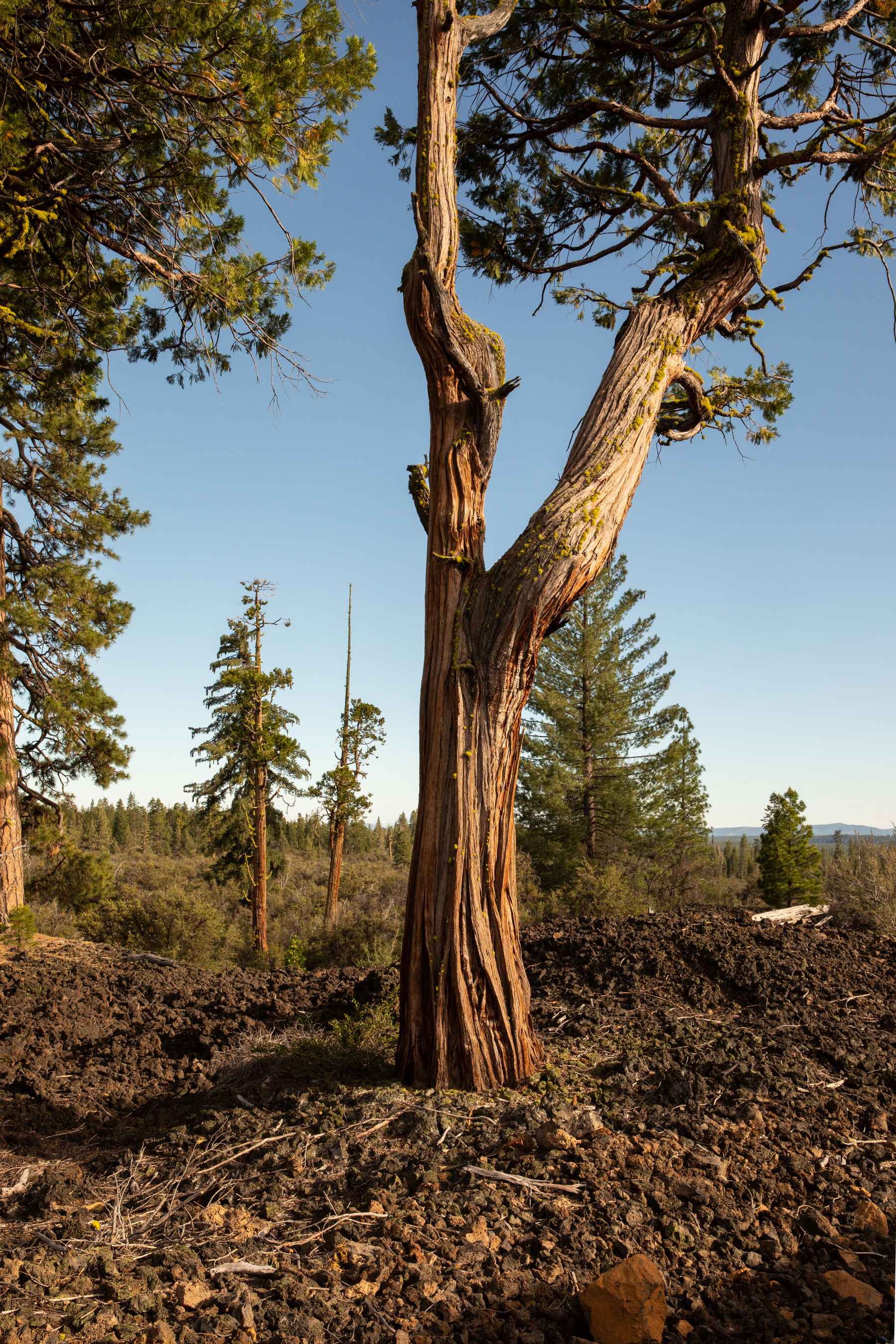 Photo: Kimberley Hasselbrink. incense cedar