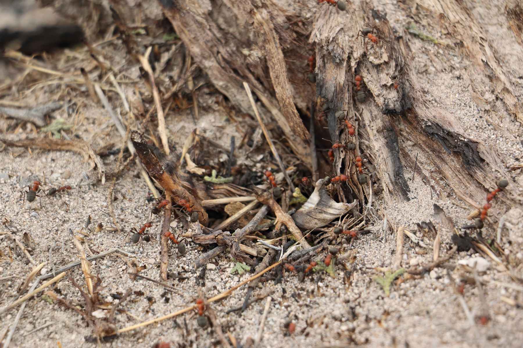 Insects are quick to go into rebuild mode after a fire while the rest of the burn area is still dead quiet (photo: Kris Millgate). tex creek wildfire