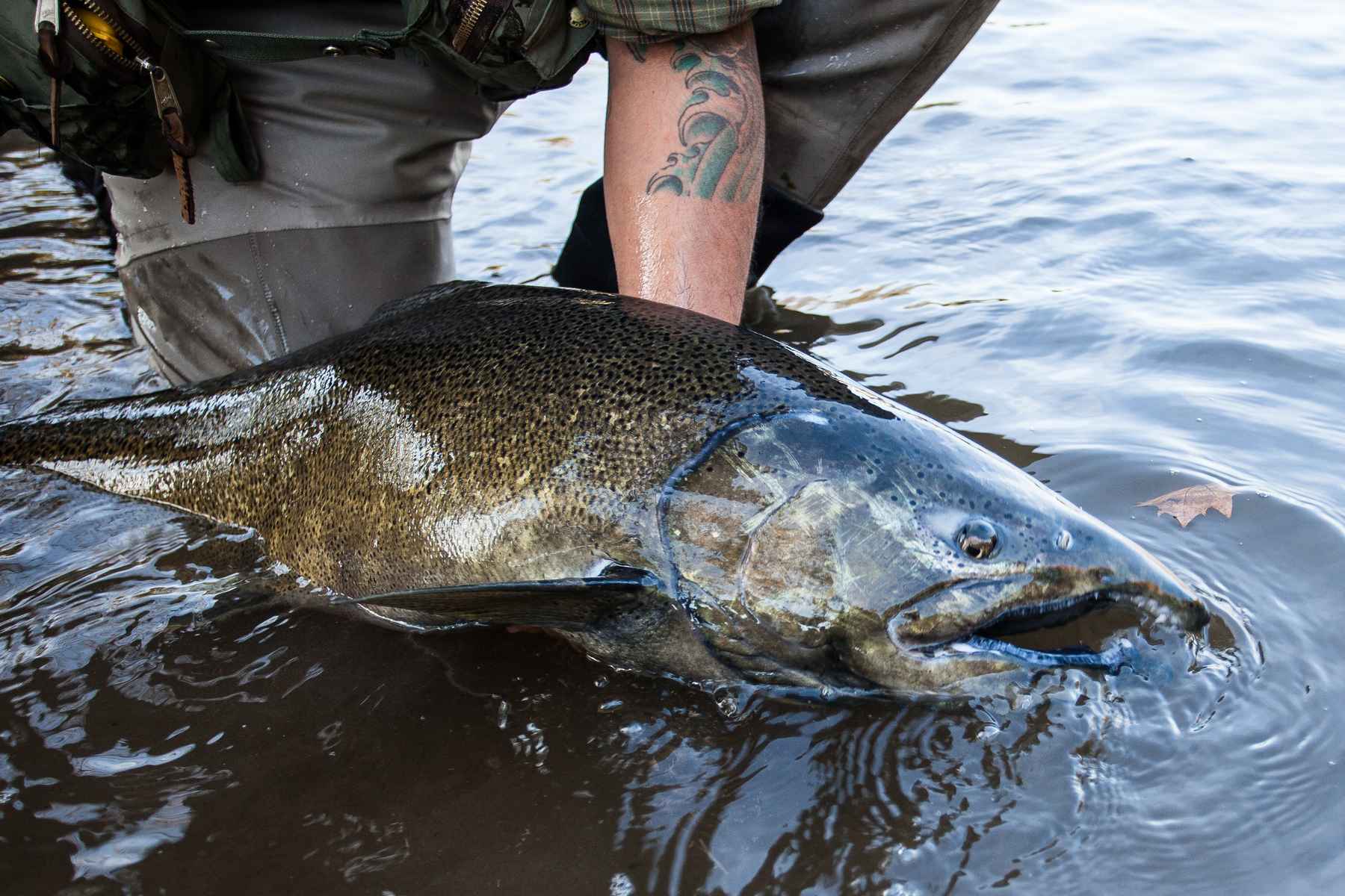 Angler George Costa cradles a shouldered Salmon River chinook (photo: Chad Shmukler). Salmon River King Salmon