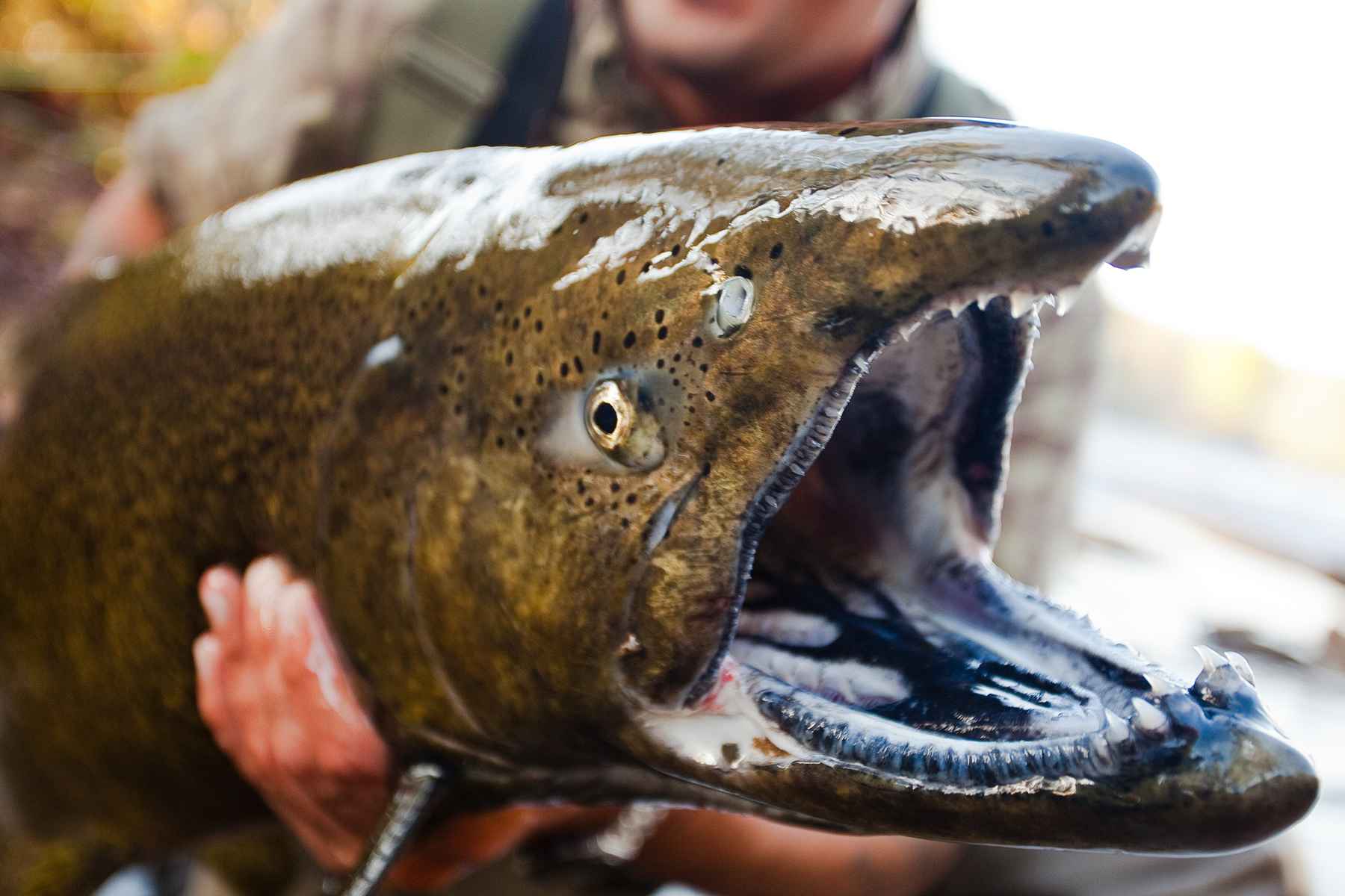 Monster king salmon like this one enter the river in droves each year (photo: Chad Shmukler). Salmon River King Salmon