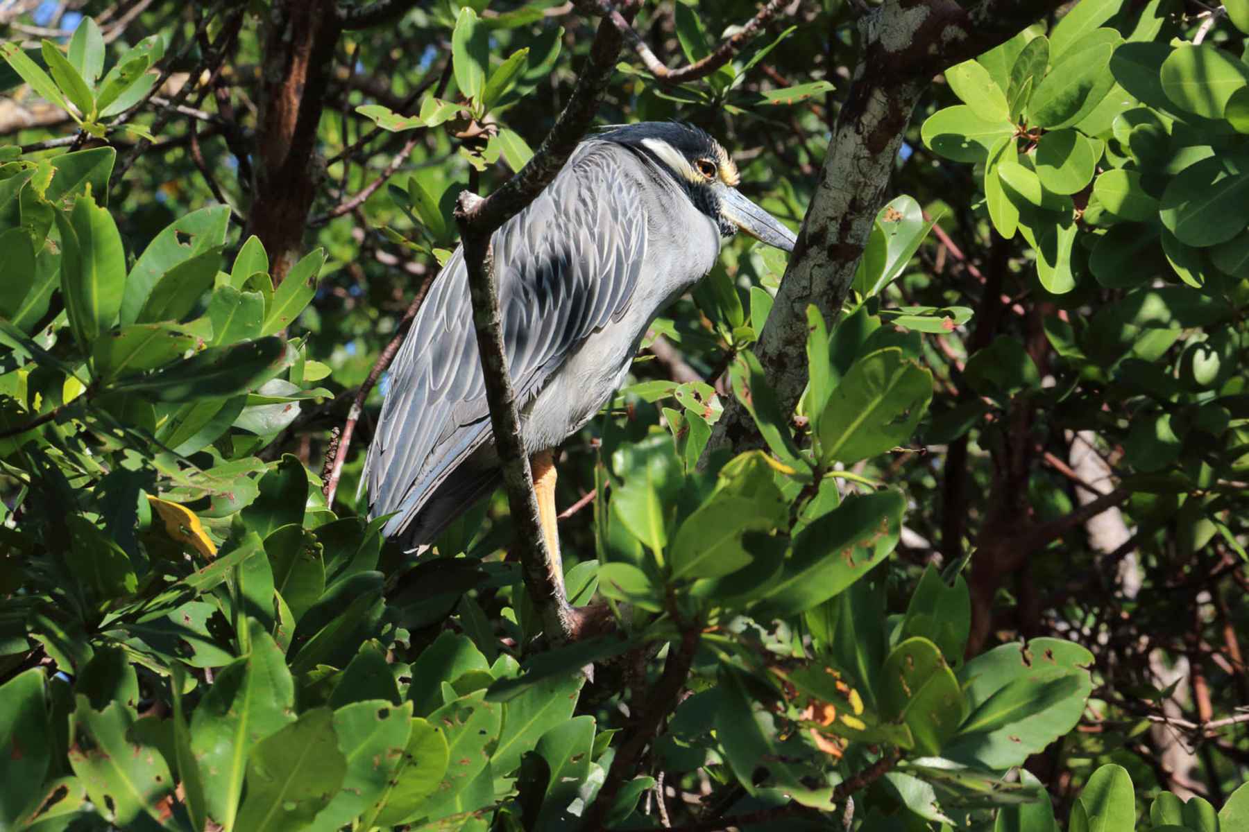 Photo: Kris Millgate florida mangrove