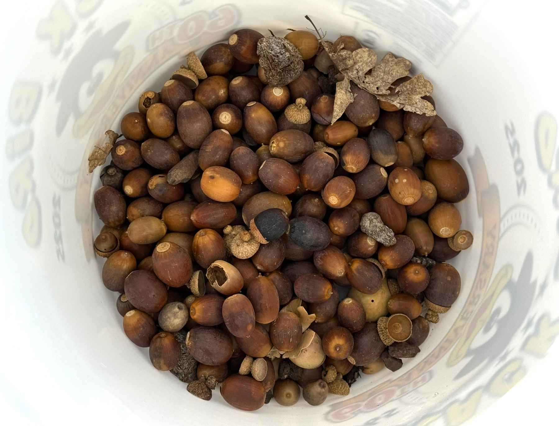 Photo: RES. acorns