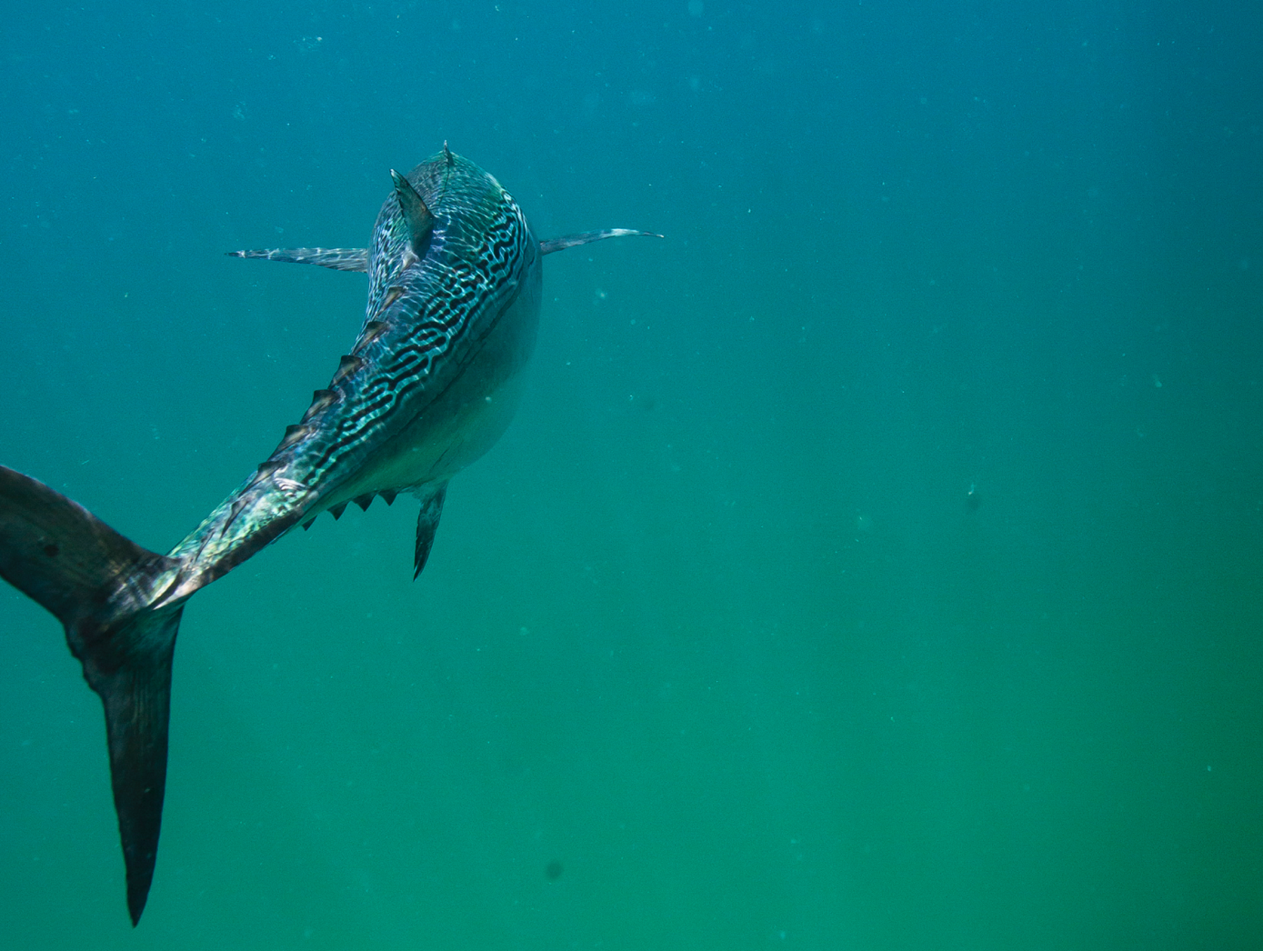 A false albacore fins off after being released (photo: Chad Shmukler). false albacore underwater