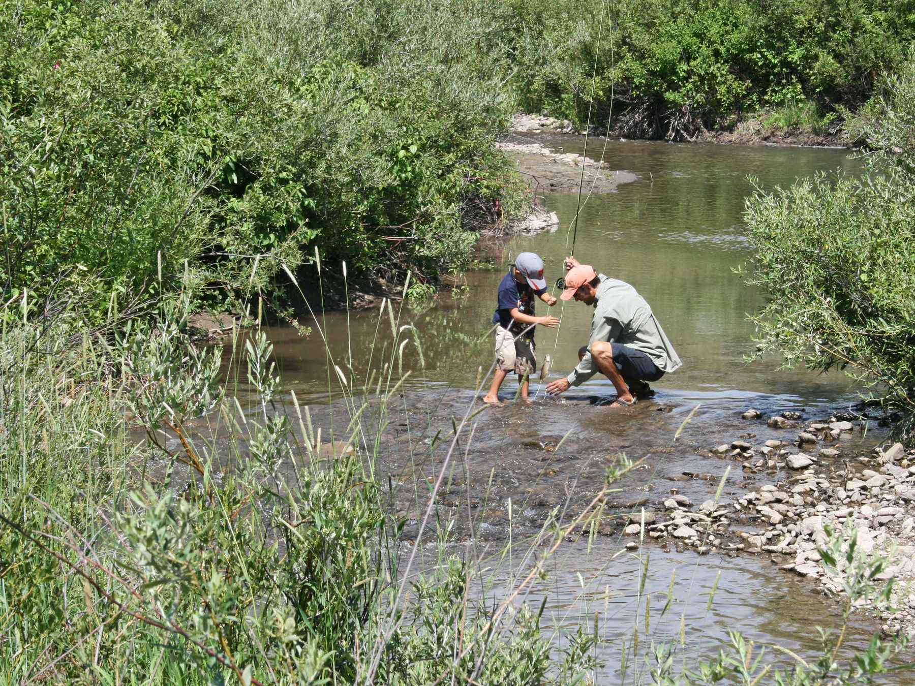 jackknife creek idaho restoration -  yellowstone cutthroat trout