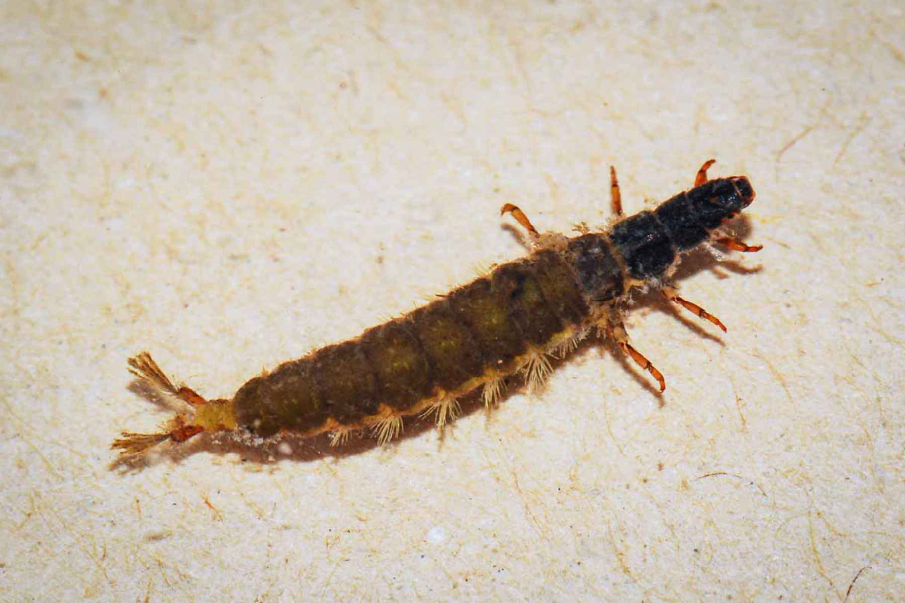 Caddis larvae look like little worms. They breathe through gills and live on the river-bottom. caddis larva