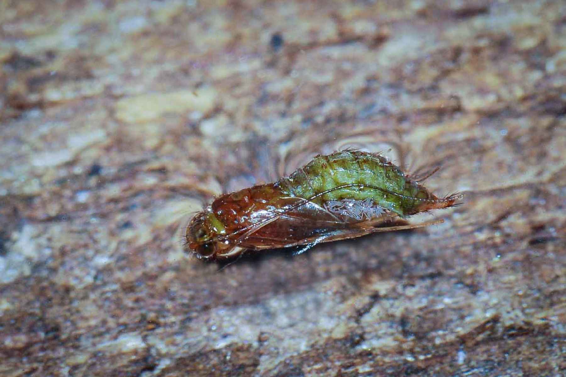 Caddisflies, unlike mayflies and stoneflies, have a complete life cycle because they pupate. Pupation is often called a resting stage as the insects transform from larva to adult. This is a Tan Caddis pupa. caddis pupa