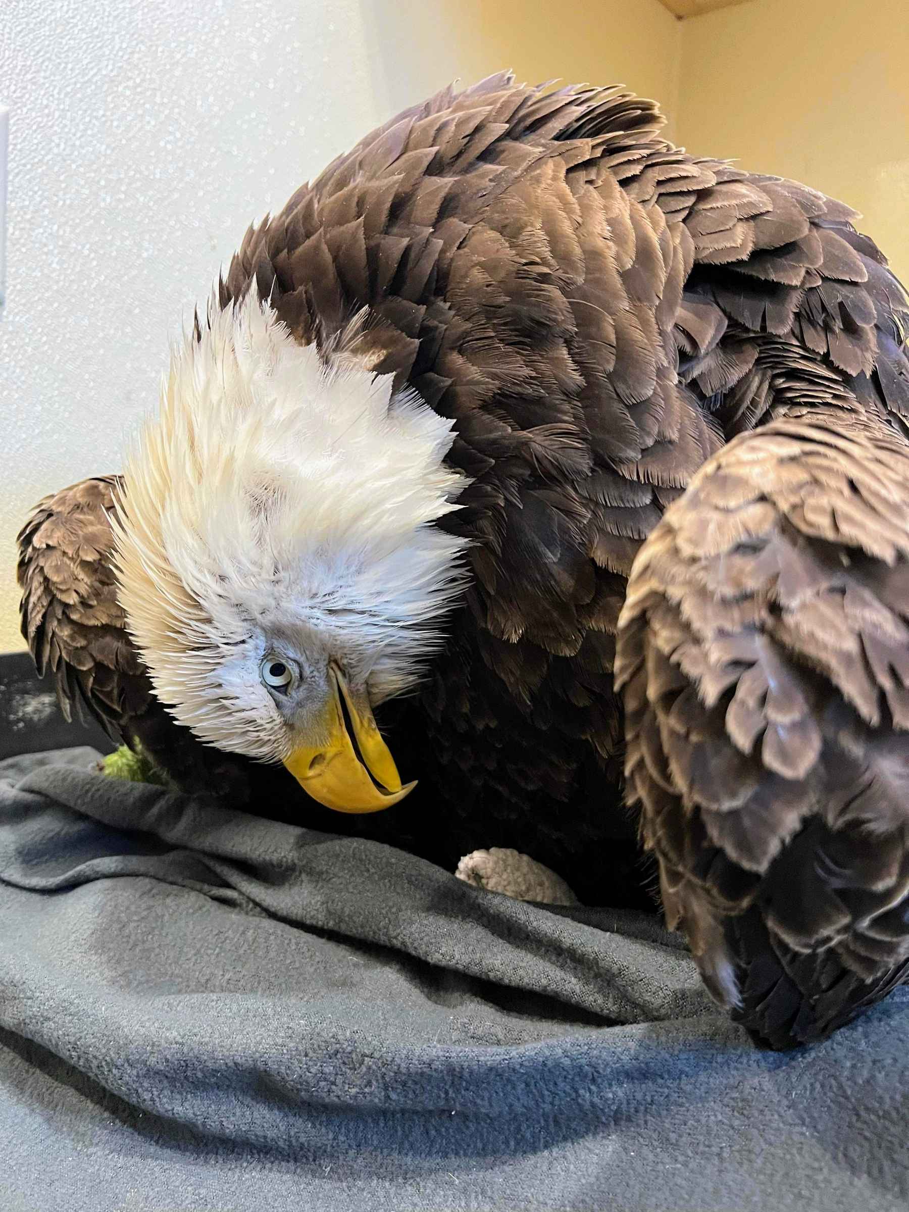 Lead-poisoned eagles are often debilitated, weak, exhibiting depressed mental activity and open-mouth breathing. This bald eagle was fatally poisoned by a single lead-bullet fragment (photo: Raptor Education Group, Inc., Antigo, Wisconsin). lead-poisoned eagle