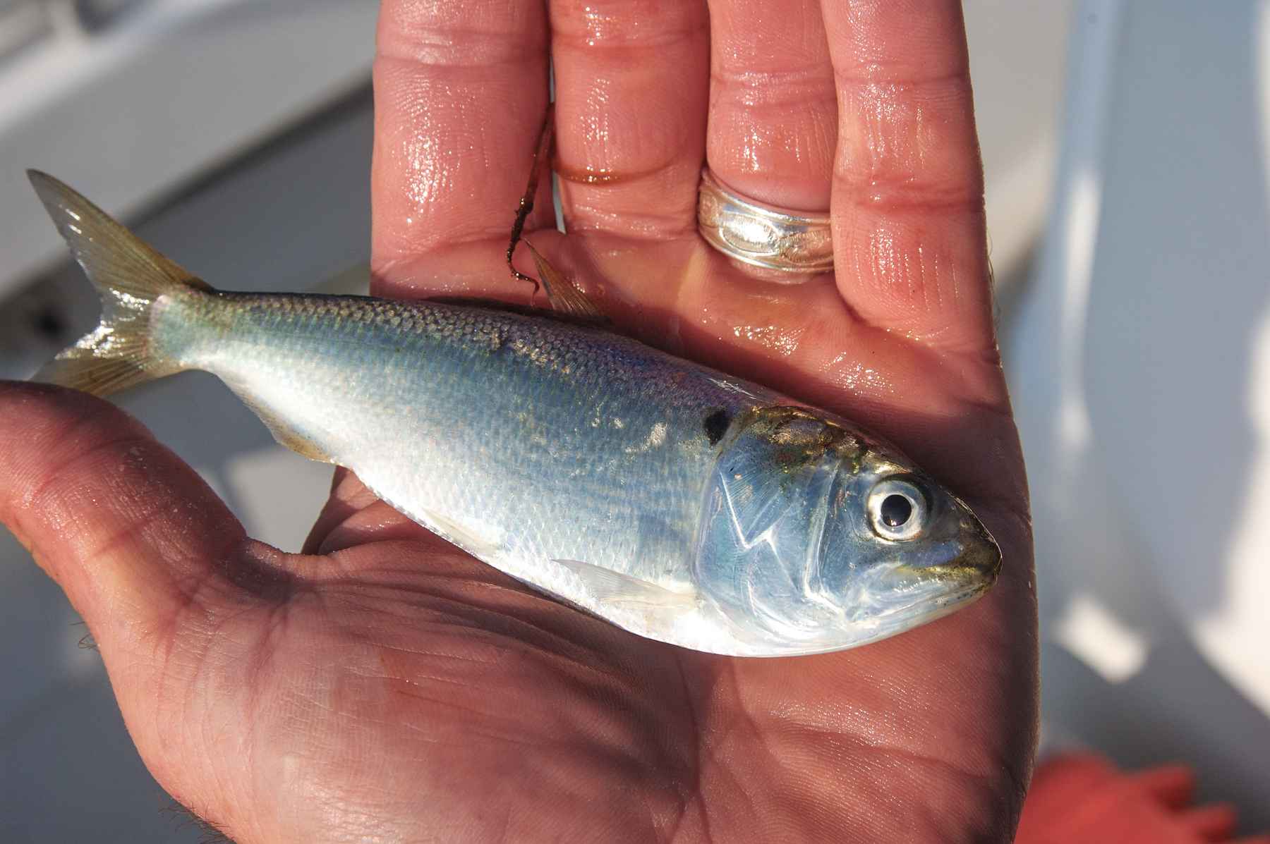 A small bunker, or Atlantic menhaden (photo: Captain John McMurray). bunker, menhaden, pogy