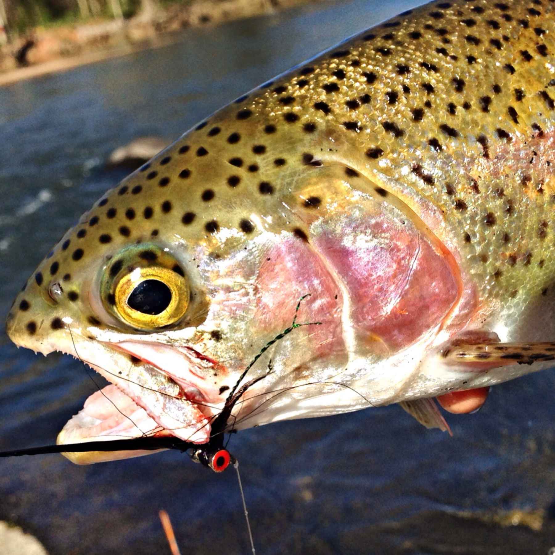 Saluda River Rainbow | Hatch Magazine - Fly Fishing, etc.