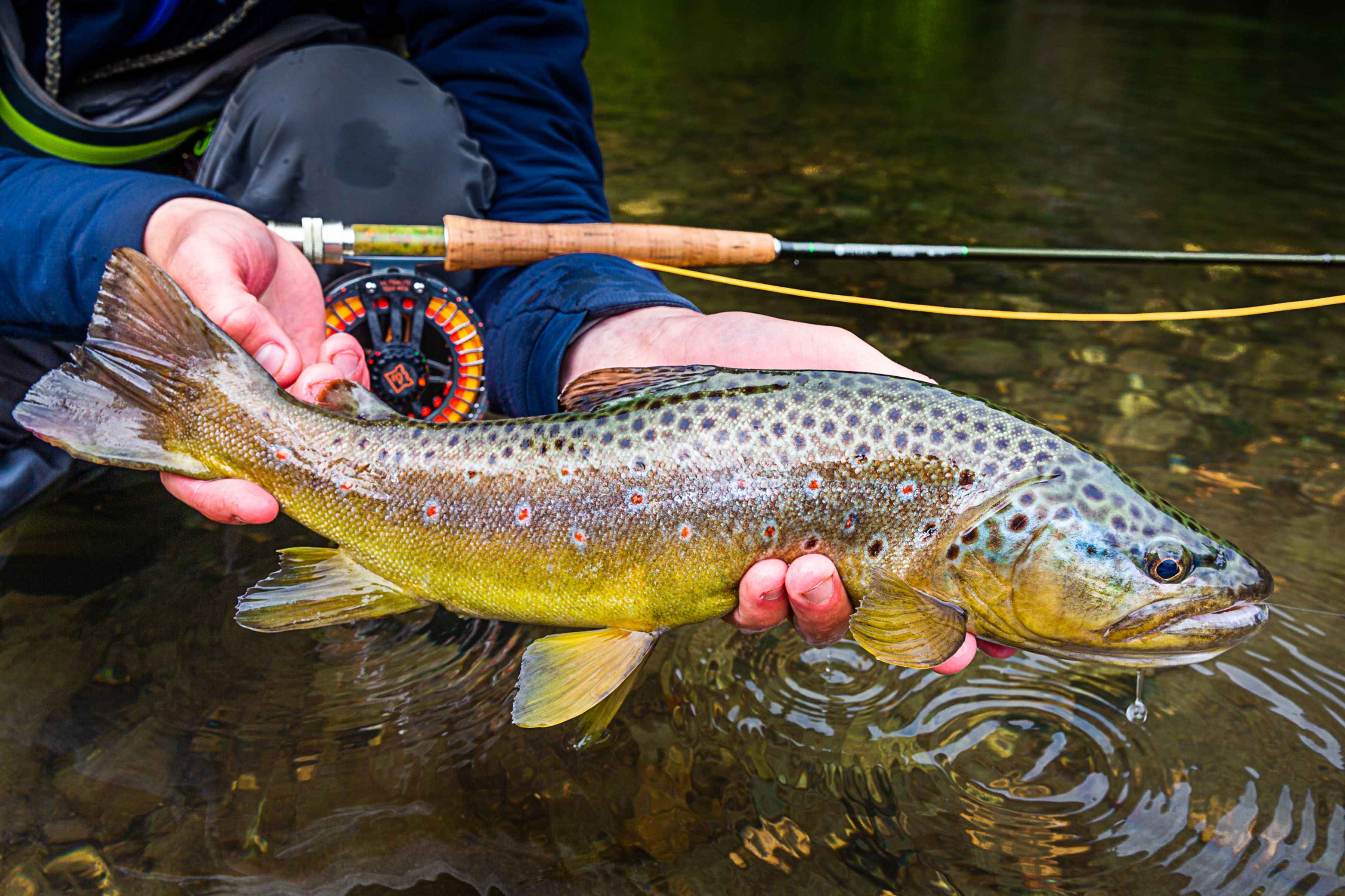 A brown trout from Rio Blanco