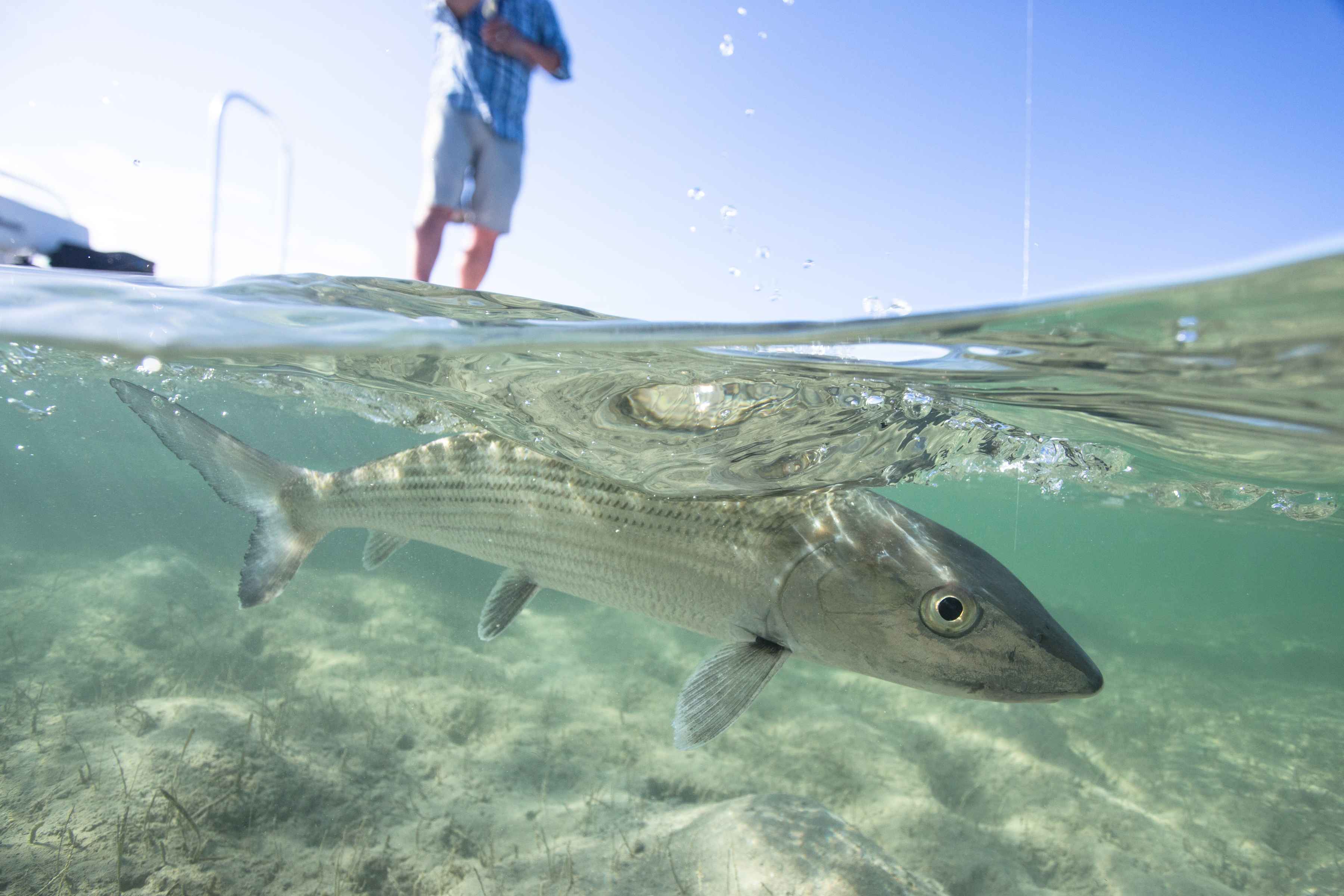 Atlantic Salmon Flies: Flies for Andros Bonefish