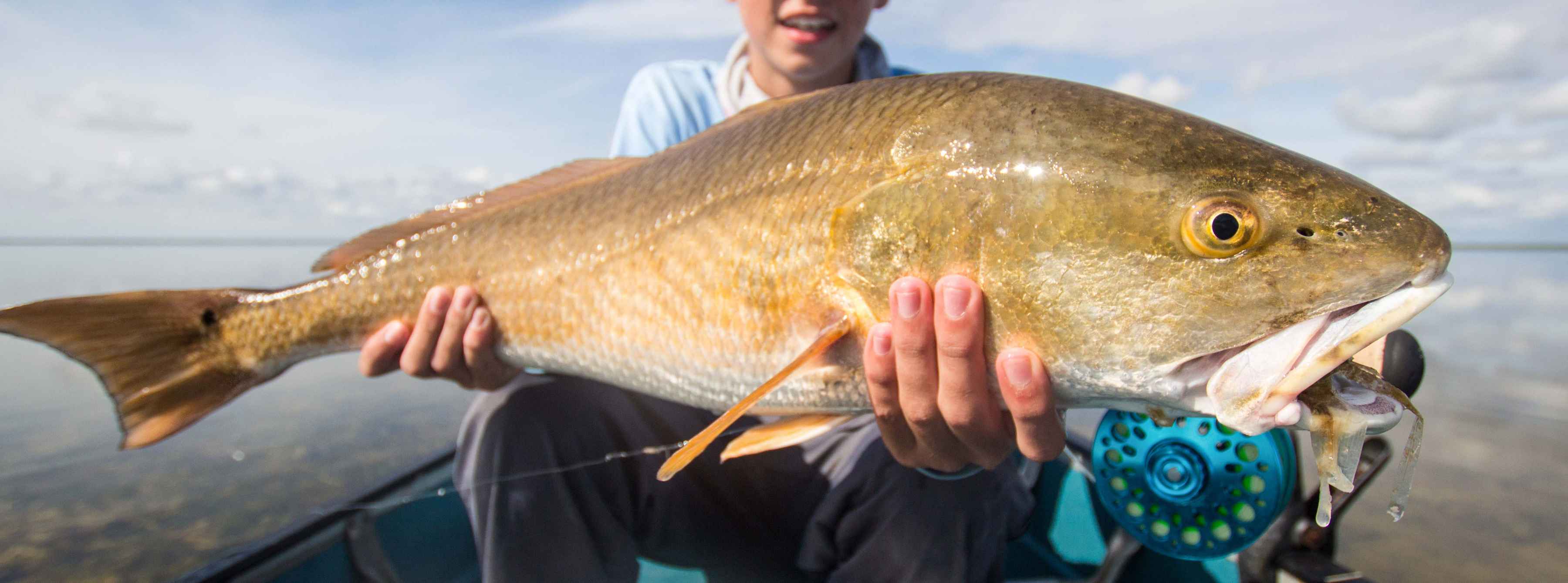 everglades redfish