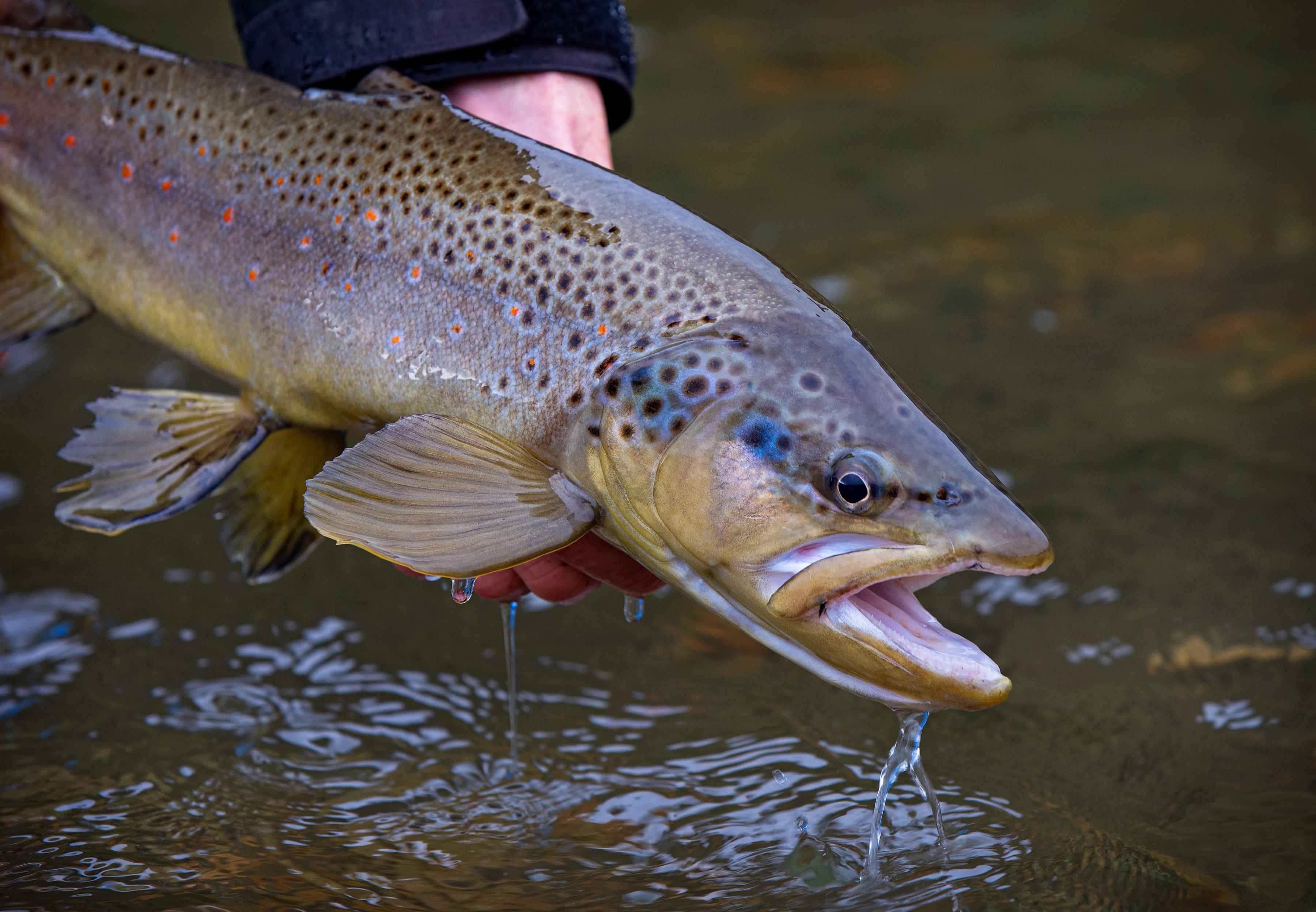 River Of Dreams  Ultimate Patagonia Trout Fishing Adventure 