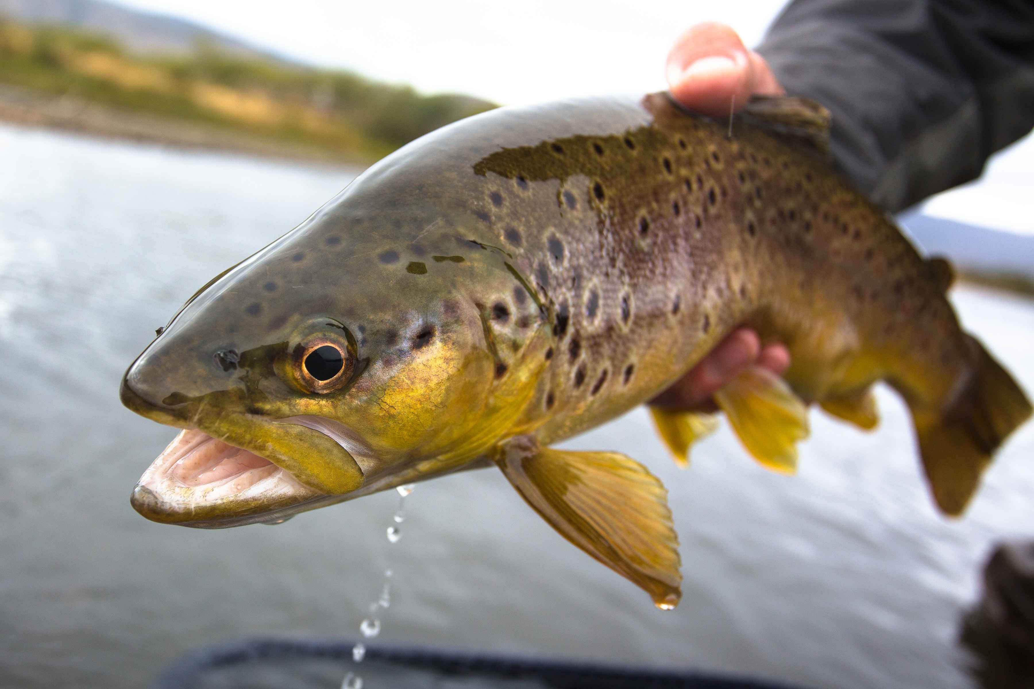 A fat brown trout from the middle section of the Malleo River (photo: Chad Shmukler). Brown Trout - Malleo River - Patagonia, Argentina