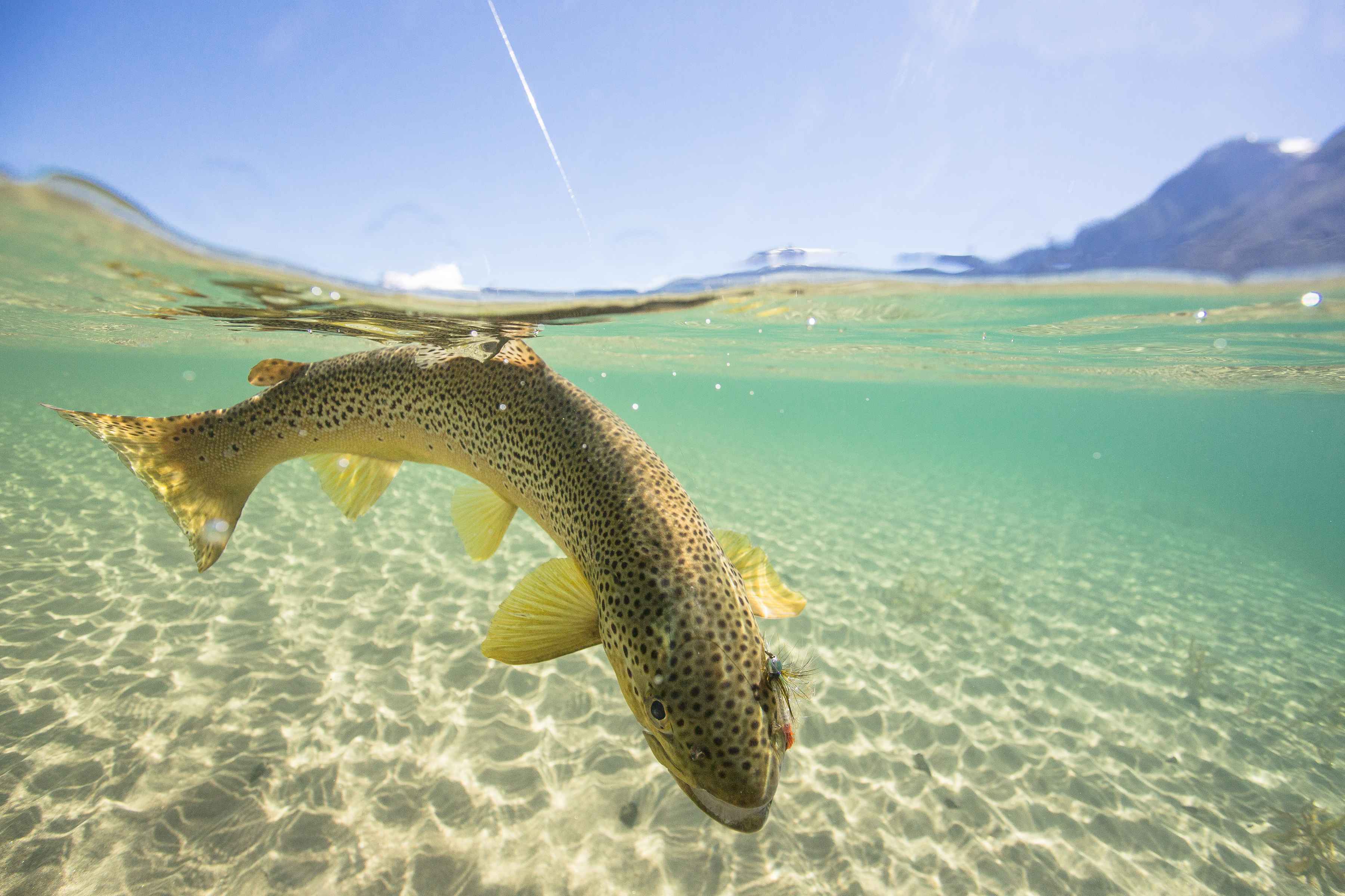 Photo: A brown trout from one of Yelcho Lake's sun-bleached flats. Yelcho Lake Brown trout