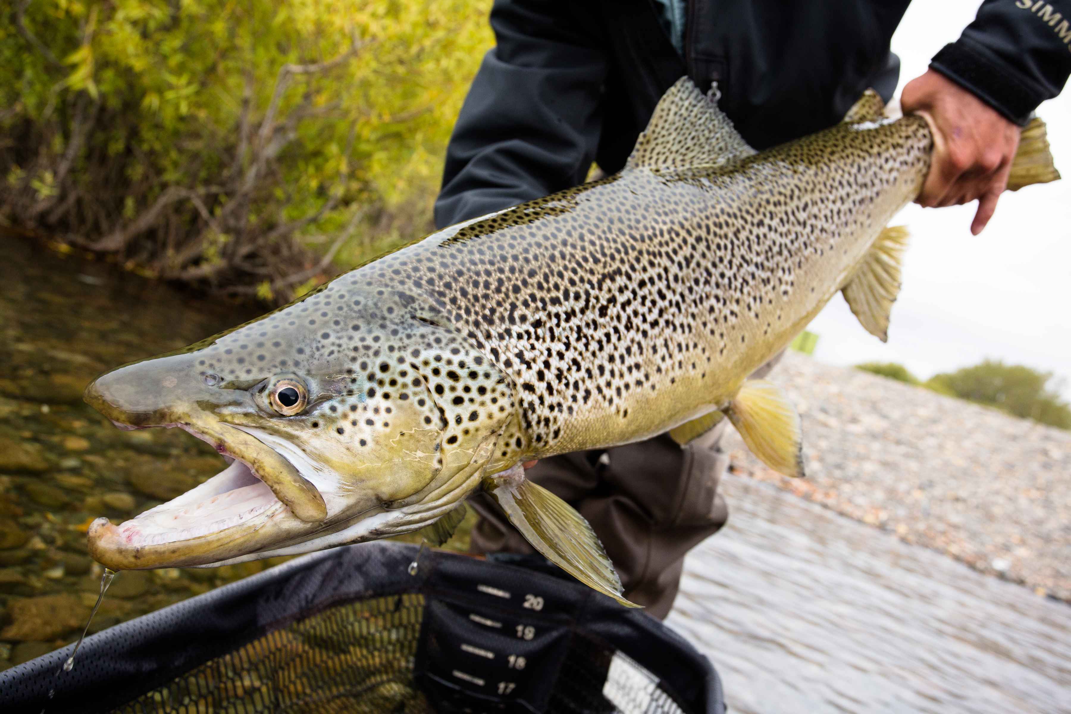 Santos briefly lifts the Limay's biggest gift of the float for the cameras (photo: Chad Shmukler). Limay River - 30 inch brown trout - Patagonia, Argentina