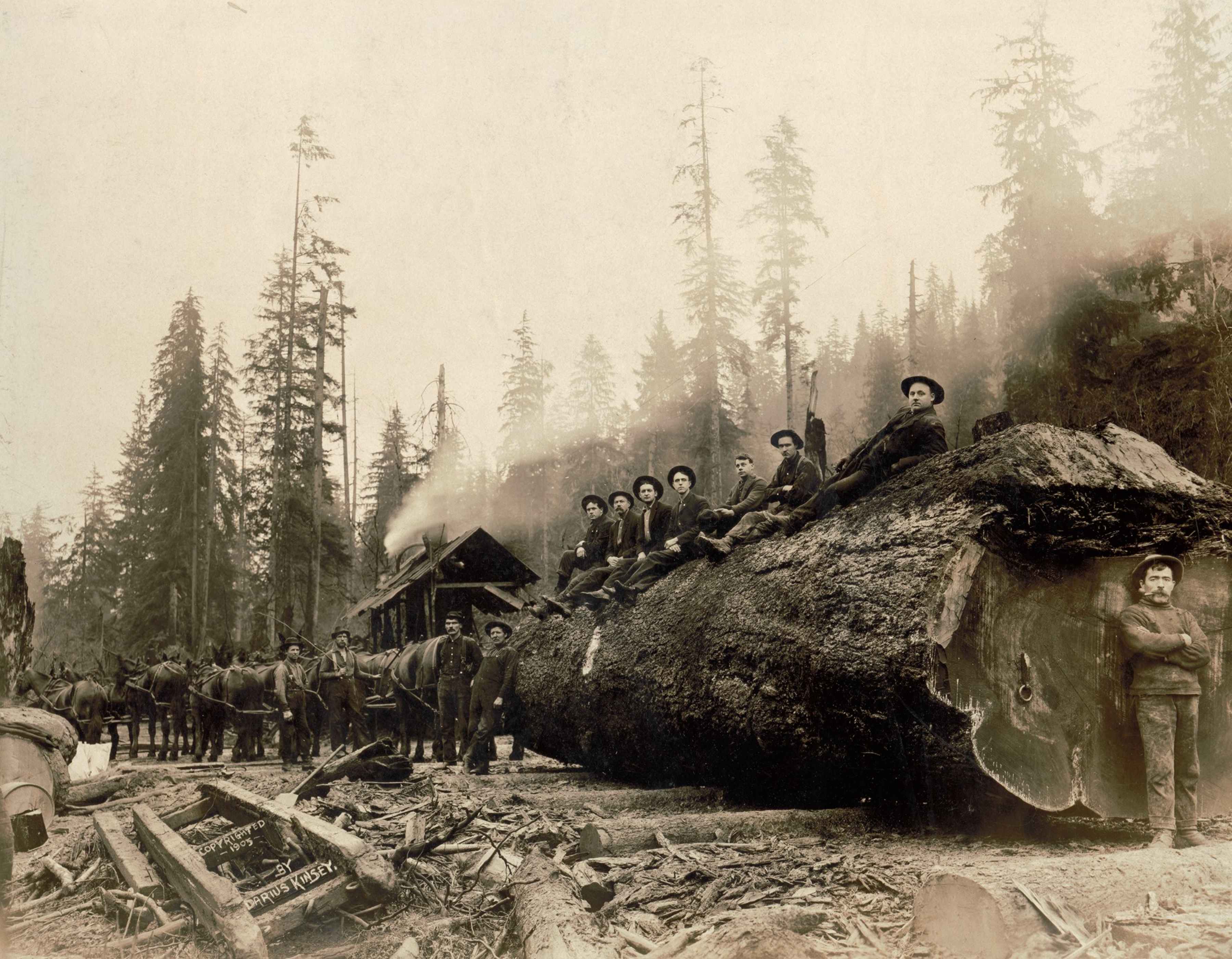 Logging in Washington state (photo: Darius Kinsey/Library of Congress). Logging in Washington state