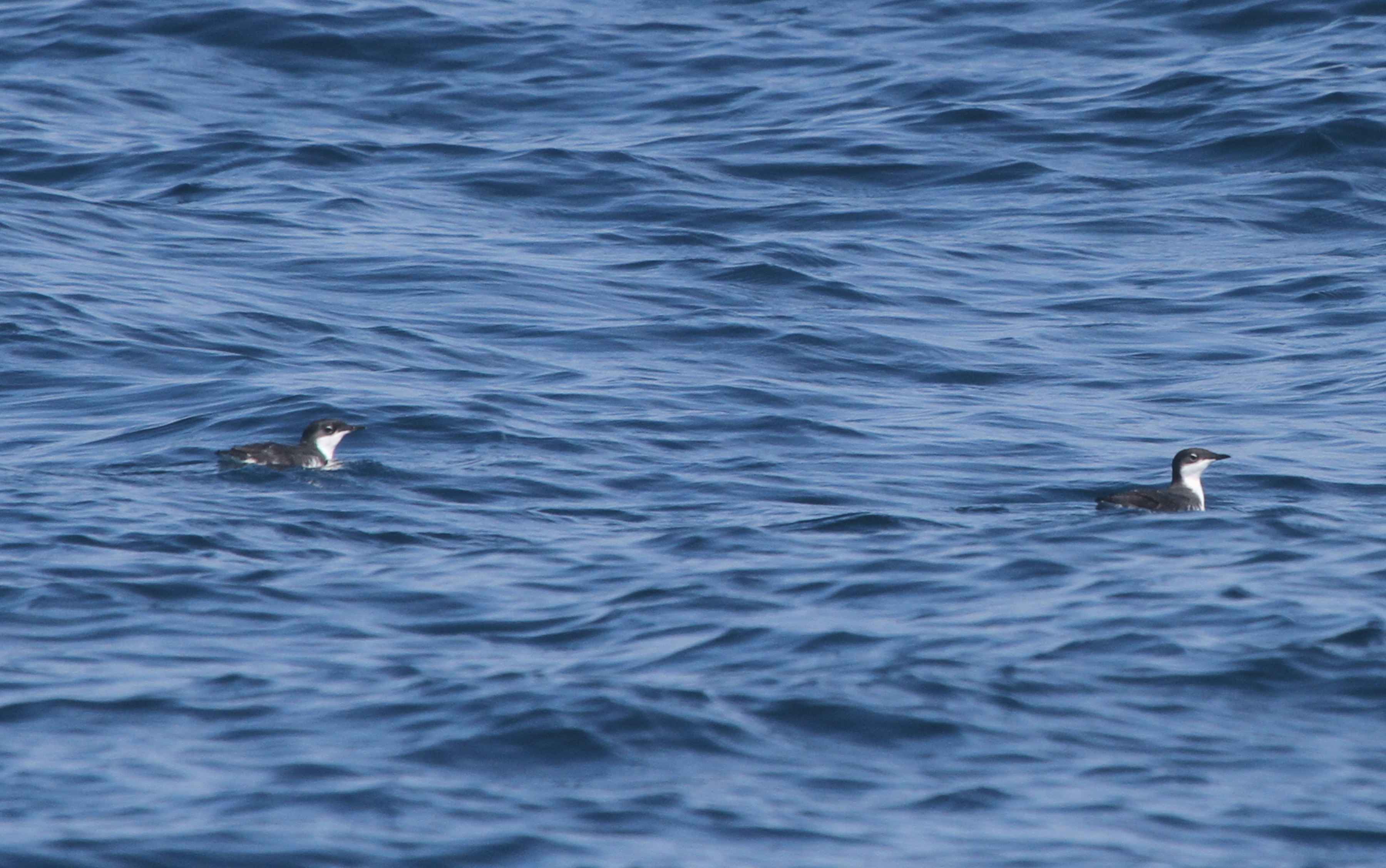 Scripps murrelet, which leave the nest for the ocean at just two days old (photo: Greg Schechter / cc2.0). scripps murrelet
