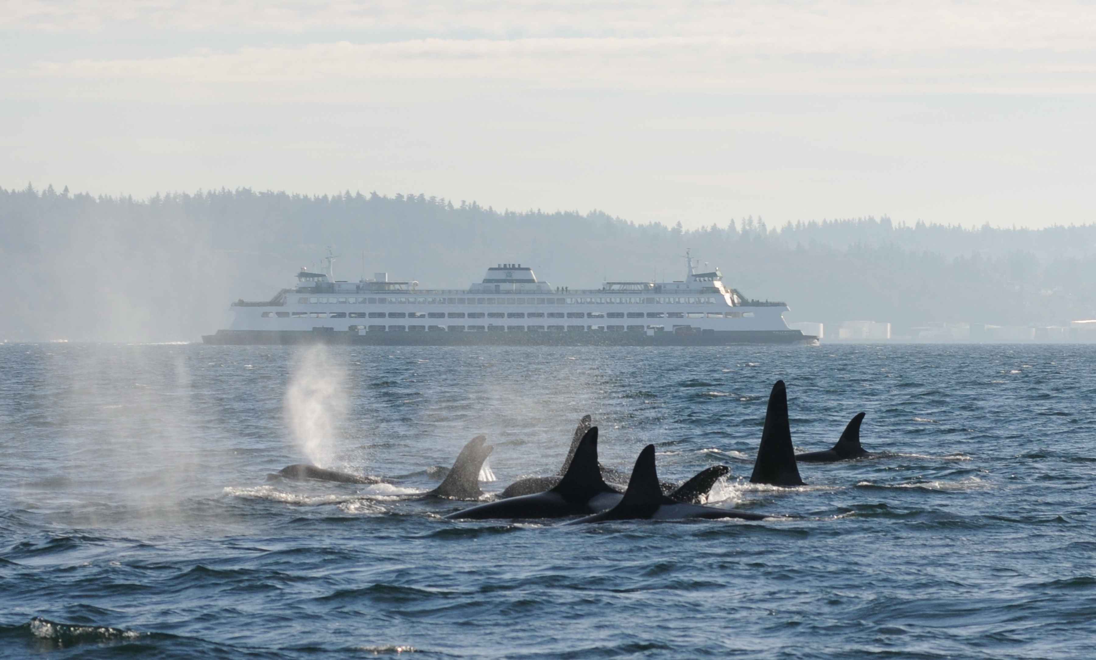 A few of the last remaining Puget Sound orcas swim as a ferry passes by in the distance (photo: Oregon State University). puget sound orcas