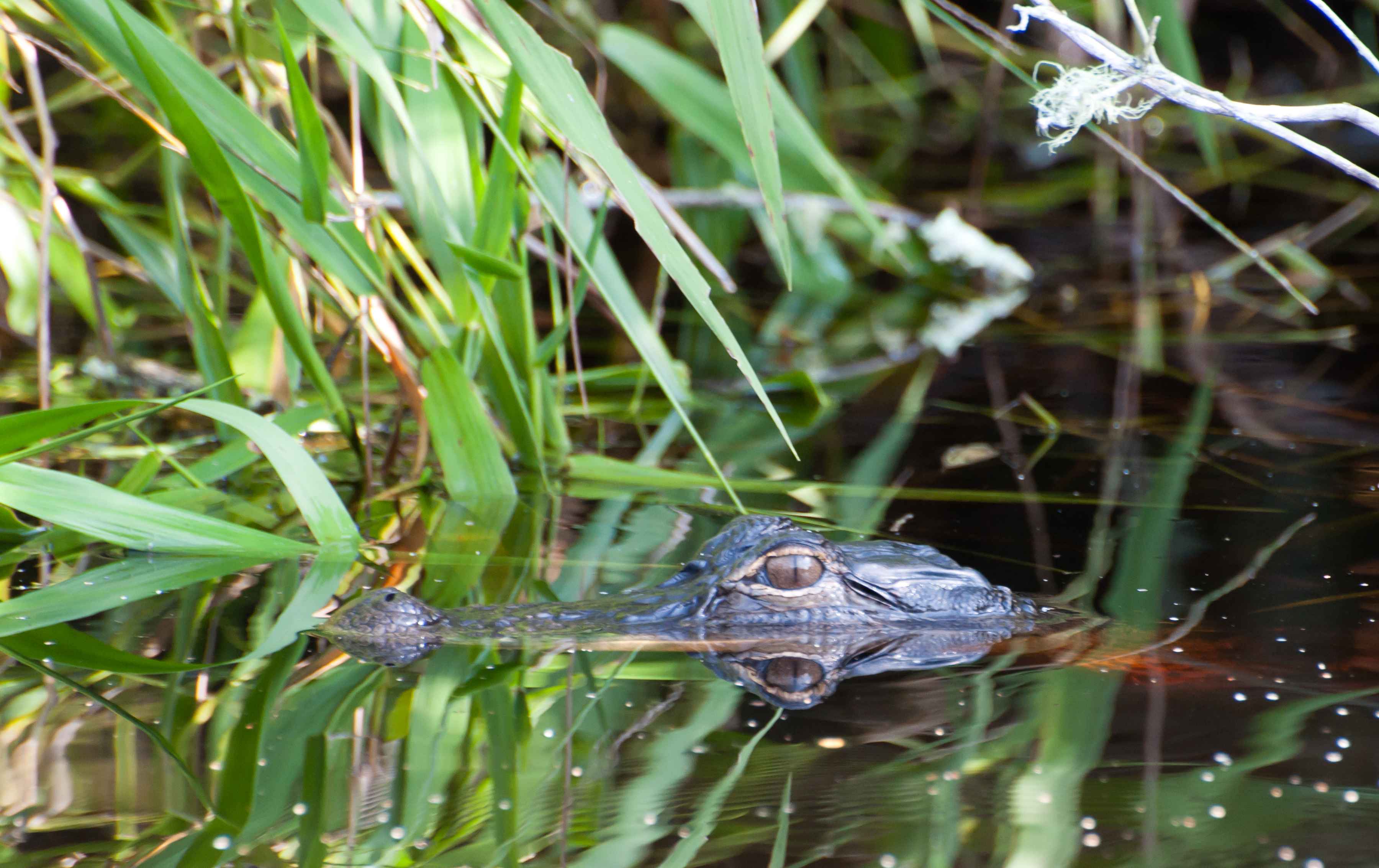 An Okefenokee alligator (photo: Tim Parkinson). An Okefenokee alligato