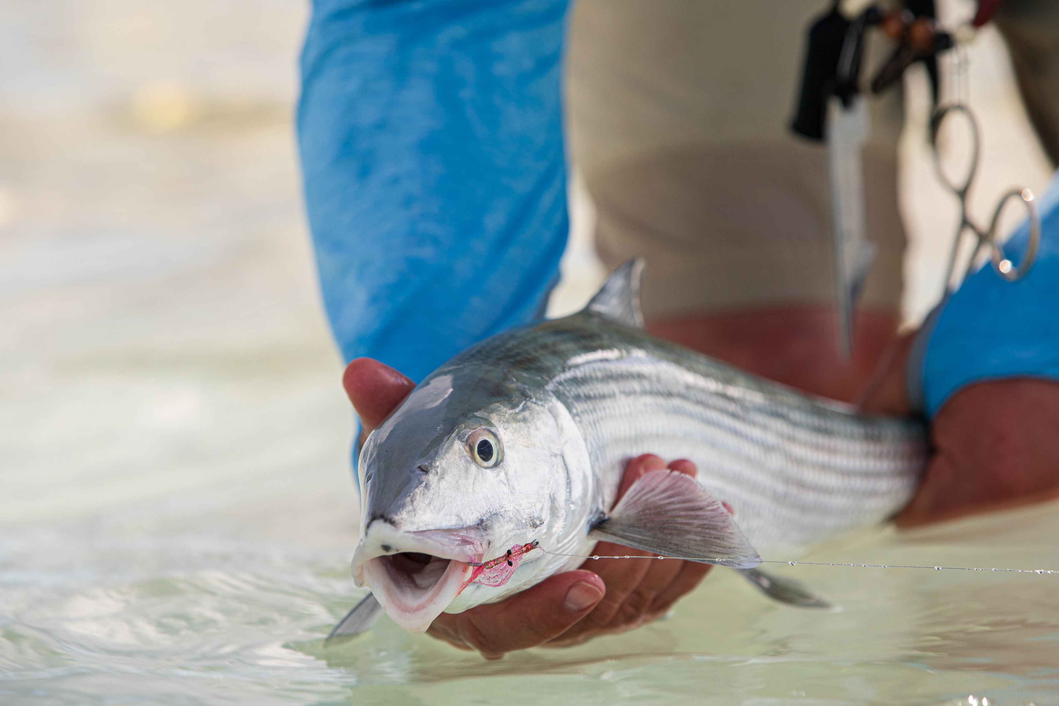 Releasing a stout Long Island bonefish (photo: Chad Shmukler). bonefish - long island - bahamas