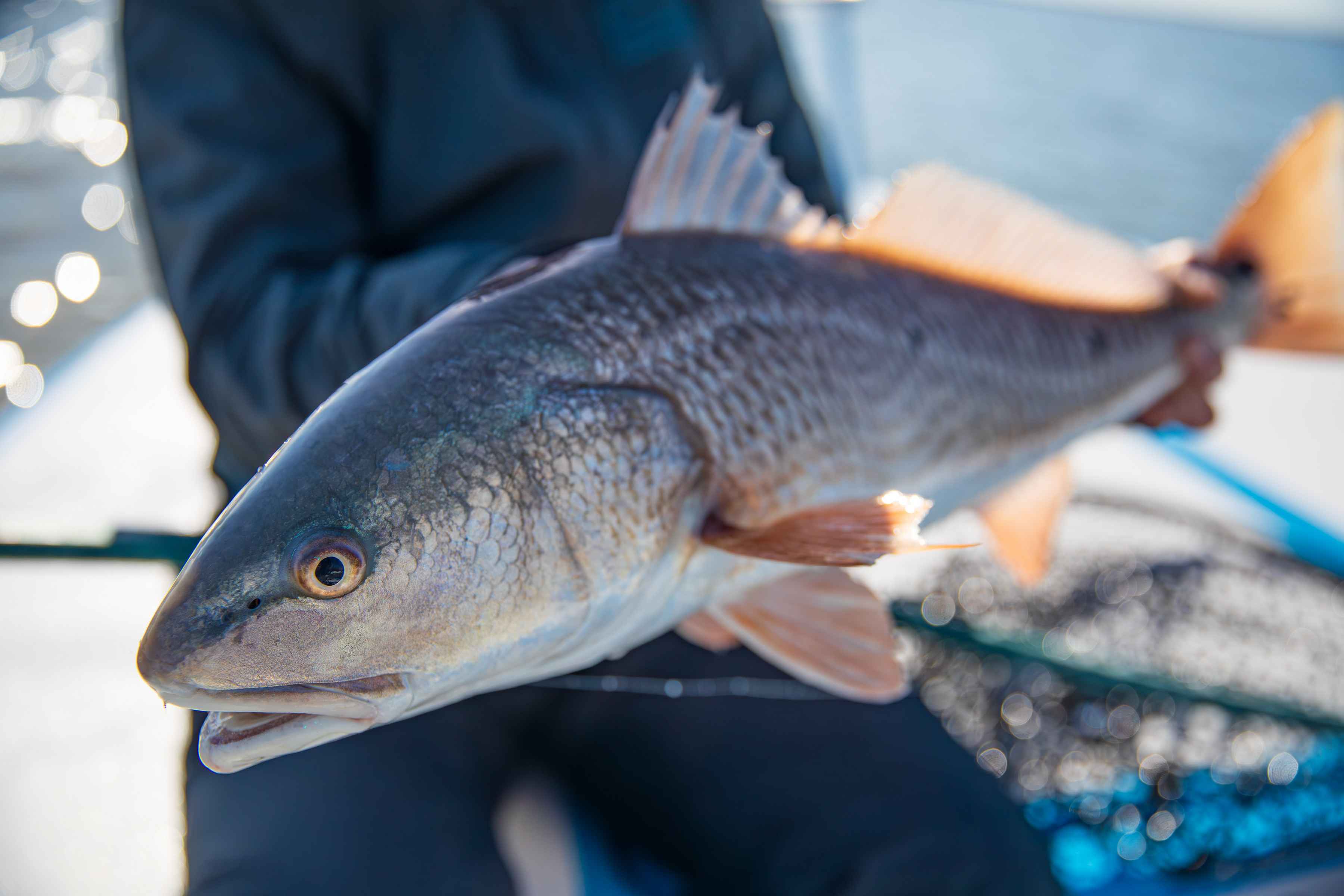 Photo: Chris Hunt. texas redfish | red drum